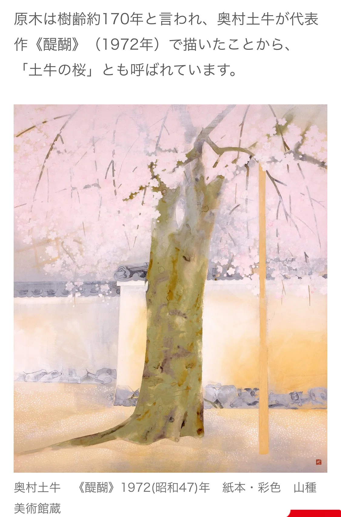 🎨日本の春🌸日本画家【奥村土牛】｜はっちゃんLIFE