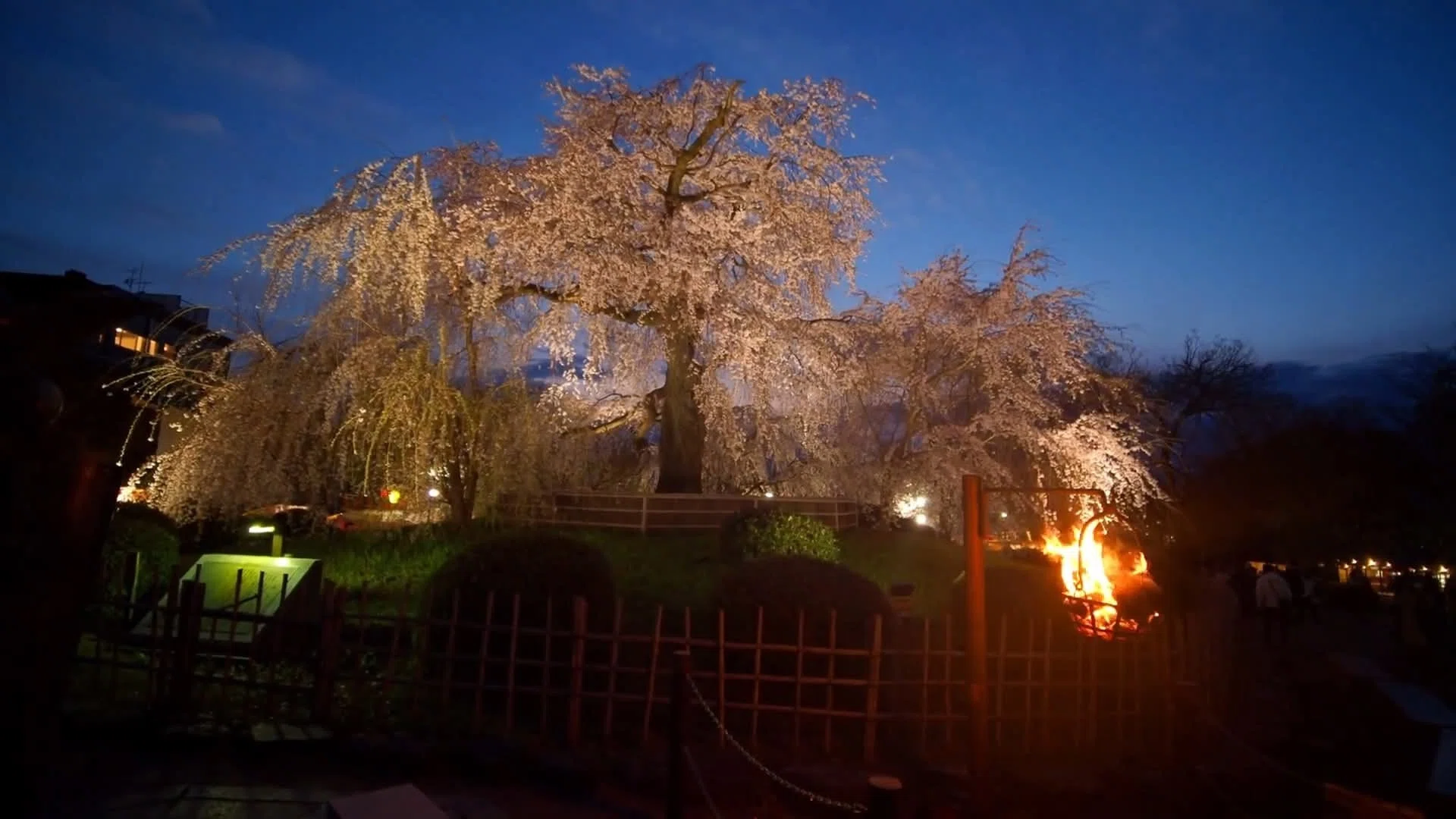 京都の夜桜まもなく】無料でこの絶景は反則。八坂神社から歩く円山公園