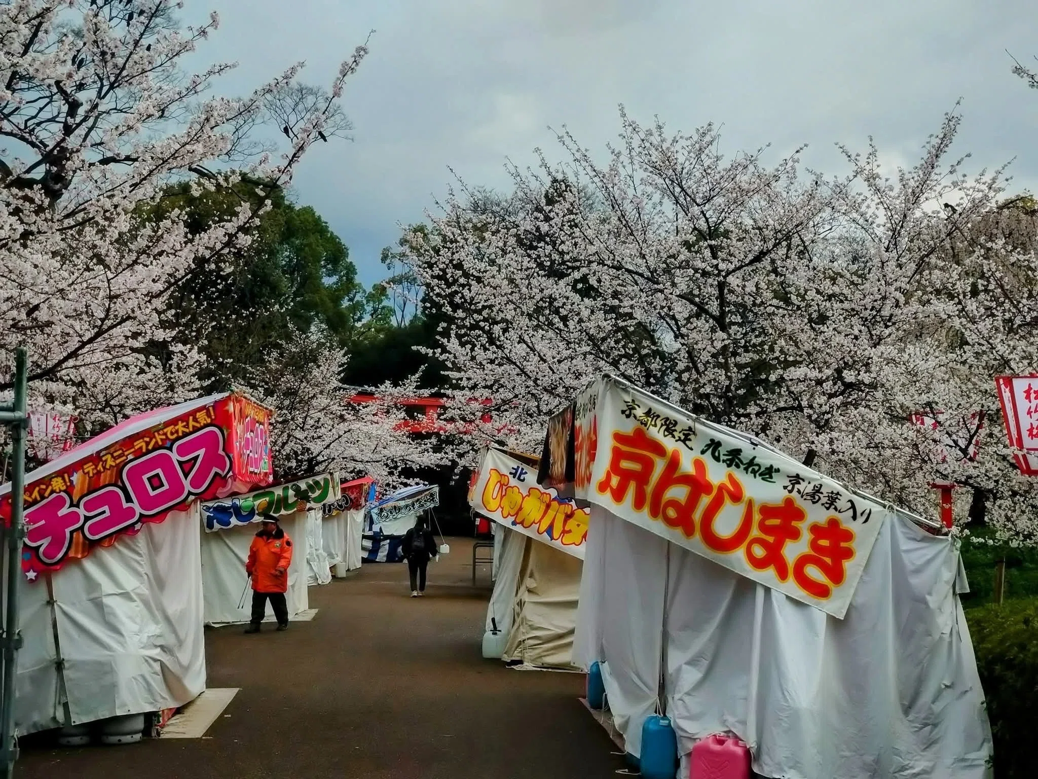 京都の夜桜まもなく】無料でこの絶景は反則。八坂神社から歩く円山公園