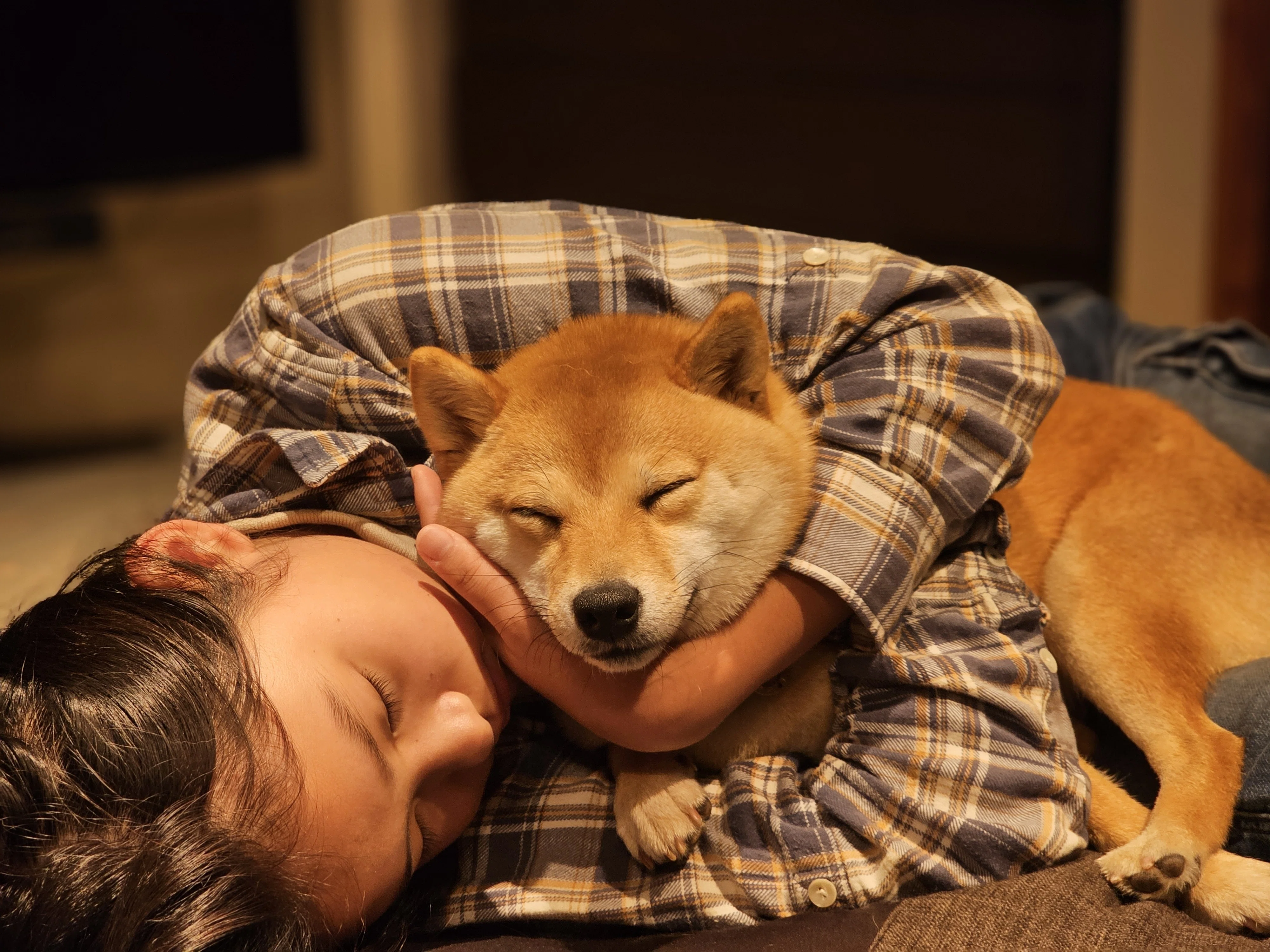 柴犬さん うちの柴犬 015｜咲き編みアーティストchiko