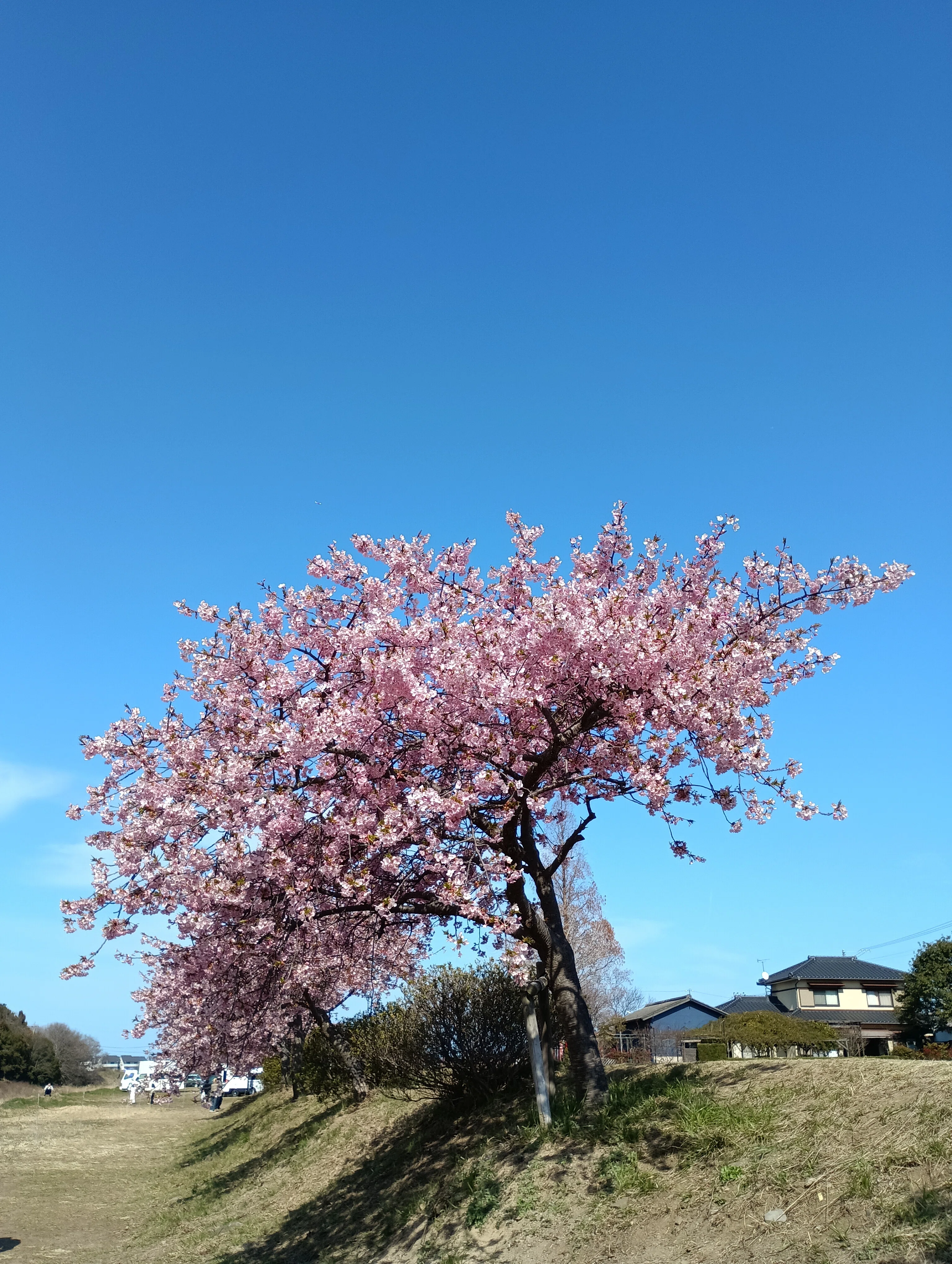 東かがわ市湊川河津桜ロード de さくら散歩｜名艸まさ美