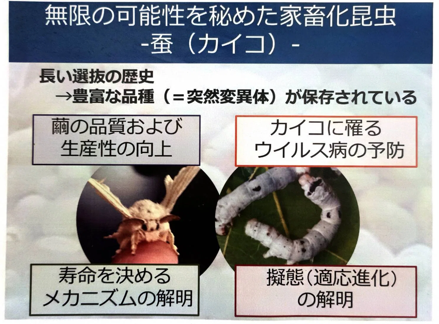 歴史と未来を結ぶ「カイコ」の遺伝子を追う！研究人生と高校生への
