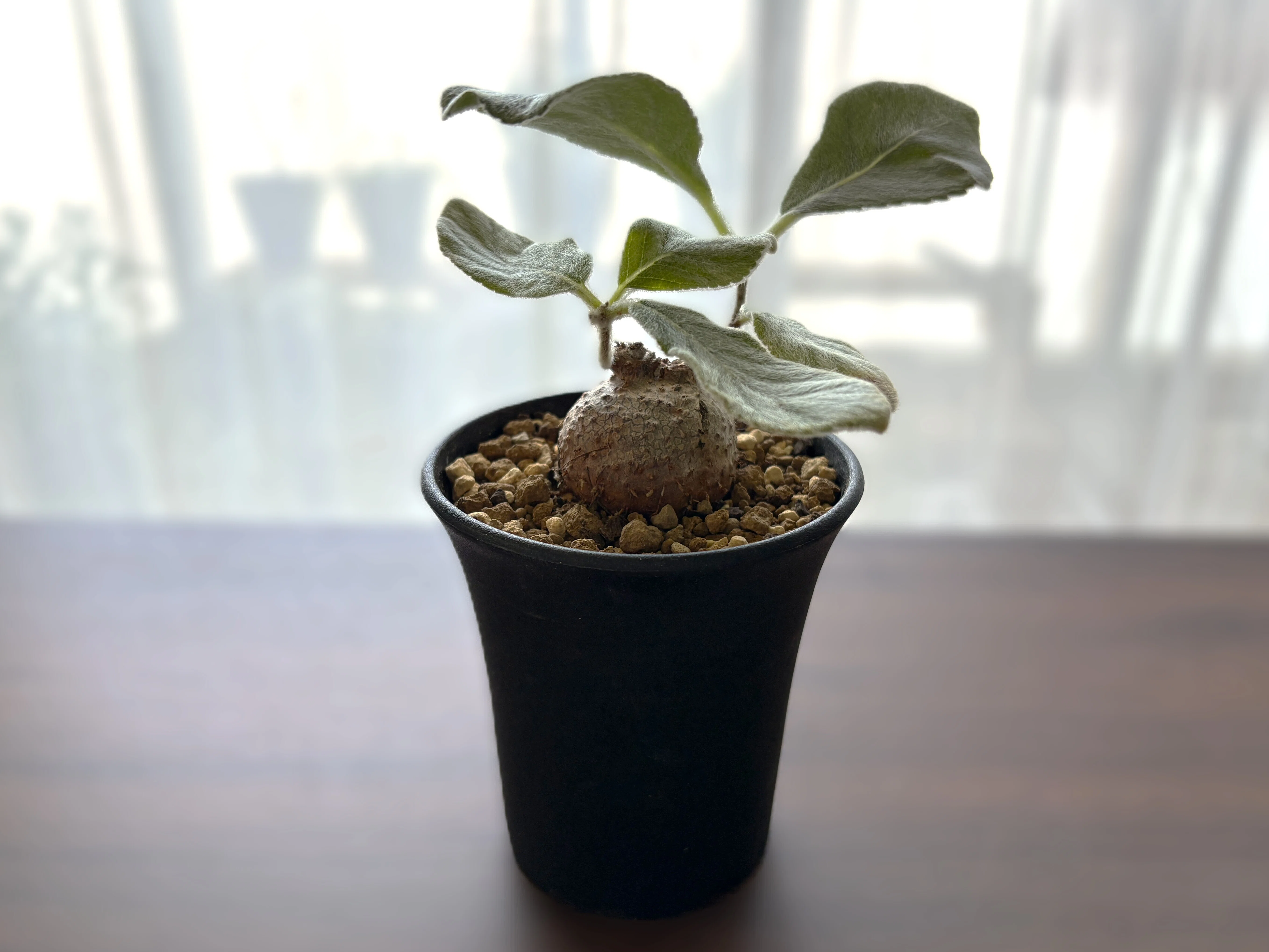 シンニンギア(レウコトリカ)｜銀白モフ毛の塊根植物🌿🪵｜ラムネ