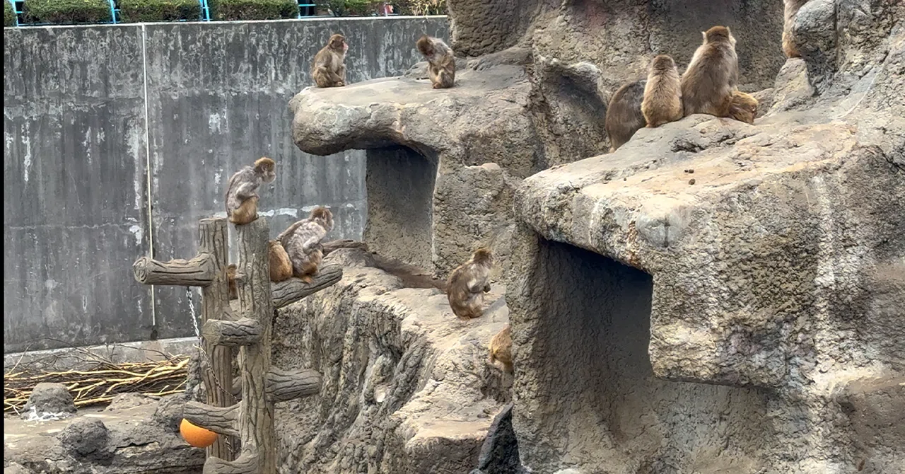 おさるのパンチくんに会いにいく-6】市川市動植物園（千葉県）｜Solo