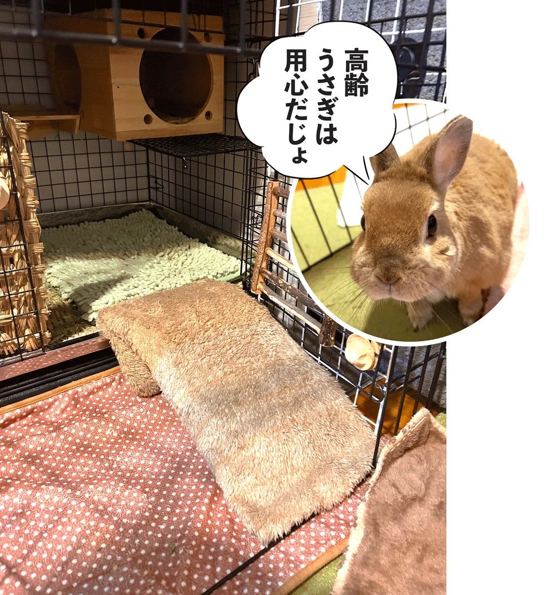 コミックエッセイ【うさのまにまに】91 跳んじゃう高齢うさぎ対策｜ち