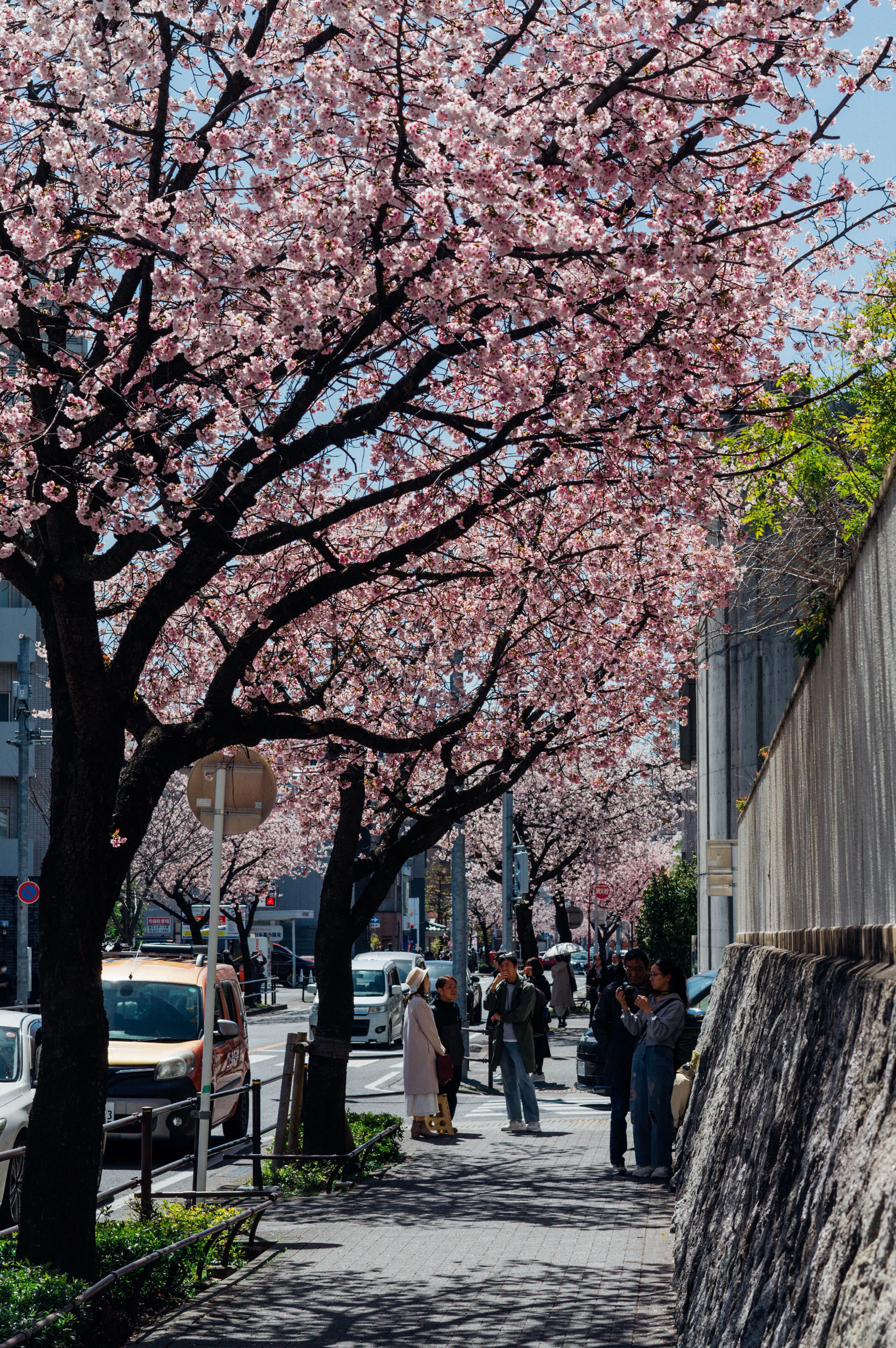 早春を彩るピンクの回廊｜オオカンザクラと桜みちまつり（名古屋）｜Sakak