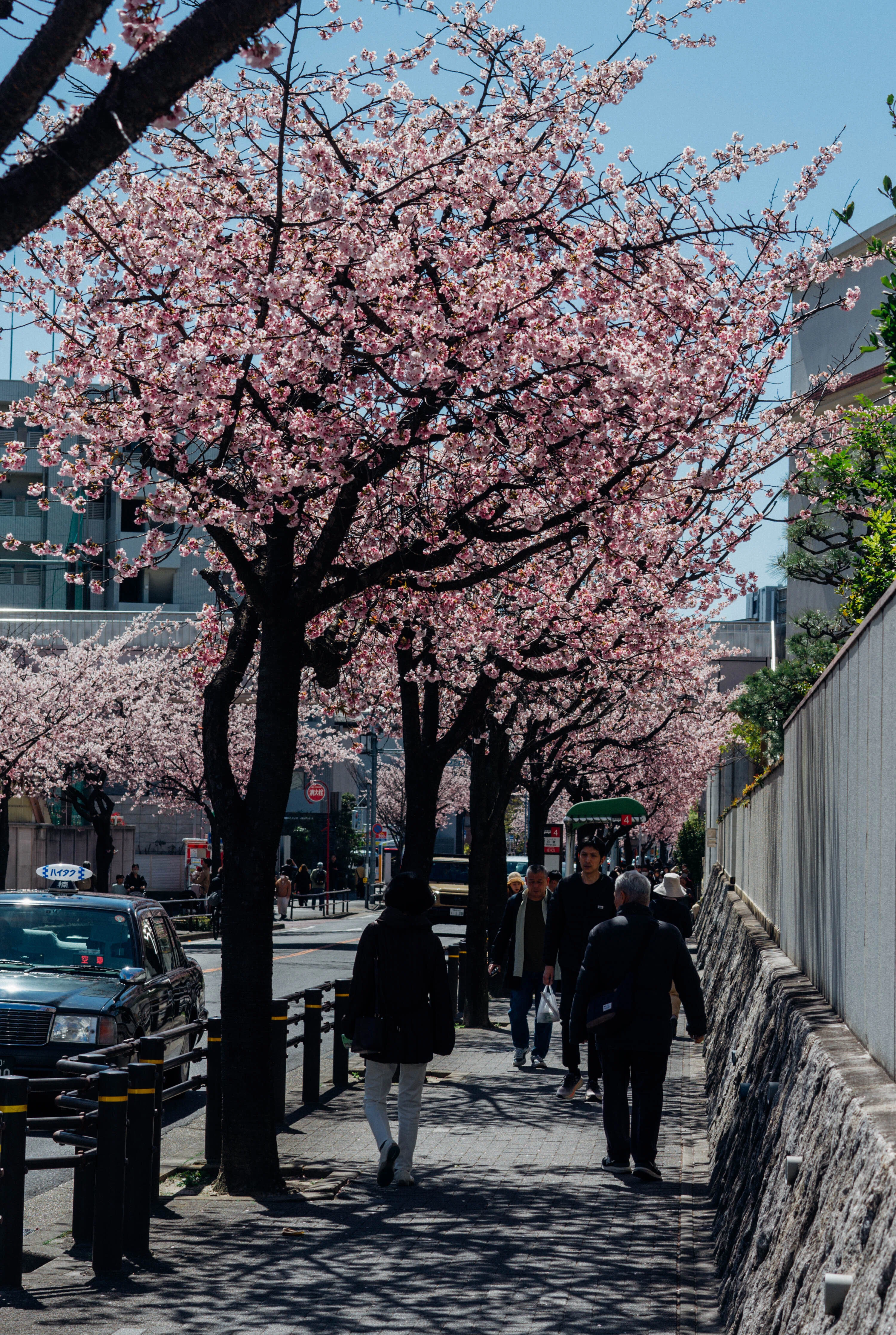 早春を彩るピンクの回廊｜オオカンザクラと桜みちまつり（名古屋）｜Sakak