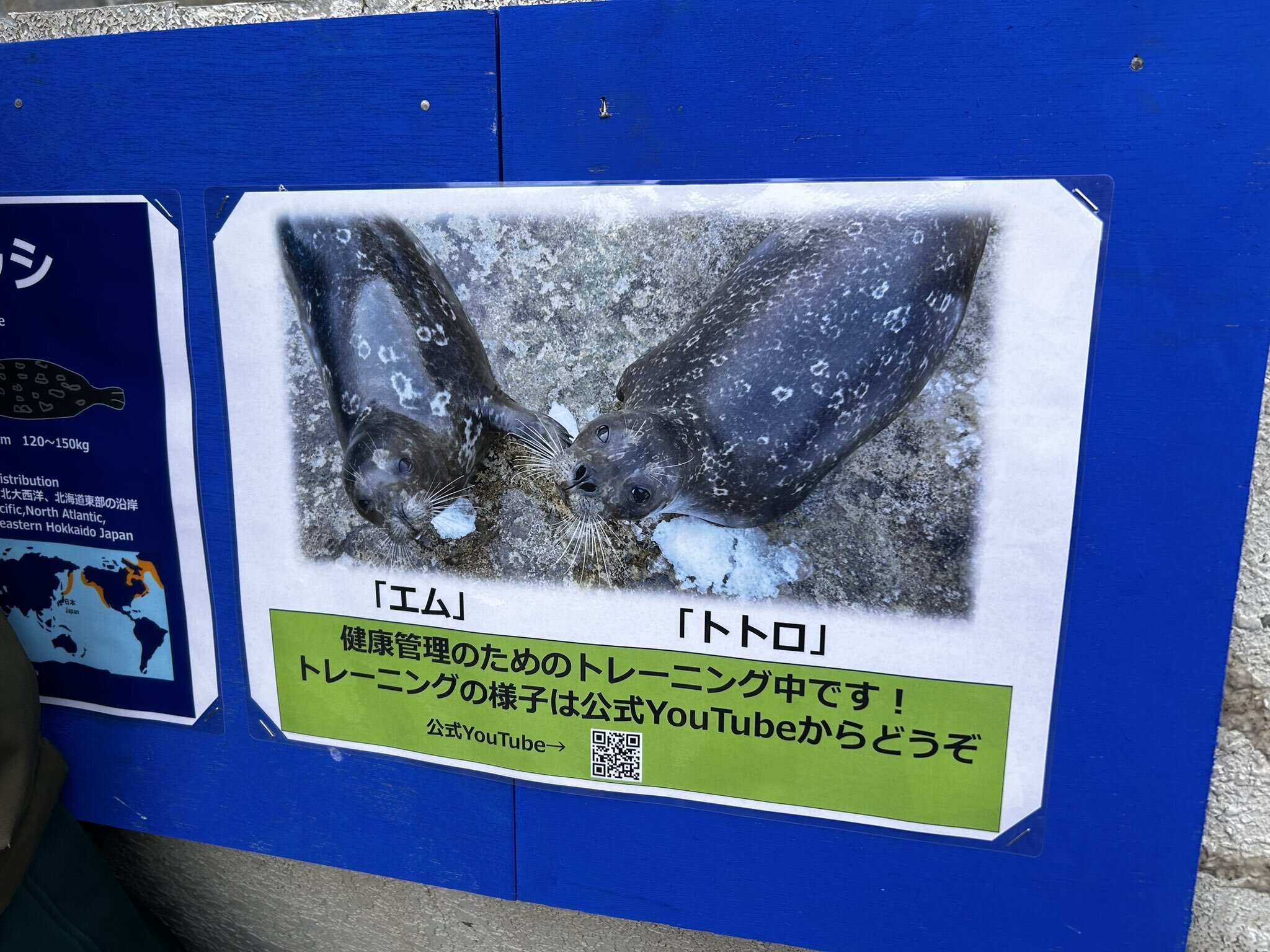 温泉アザラシオーダーページ 外国の方の方が私より日本語の文字が上手かった及び何かを学ぶアザラシ
