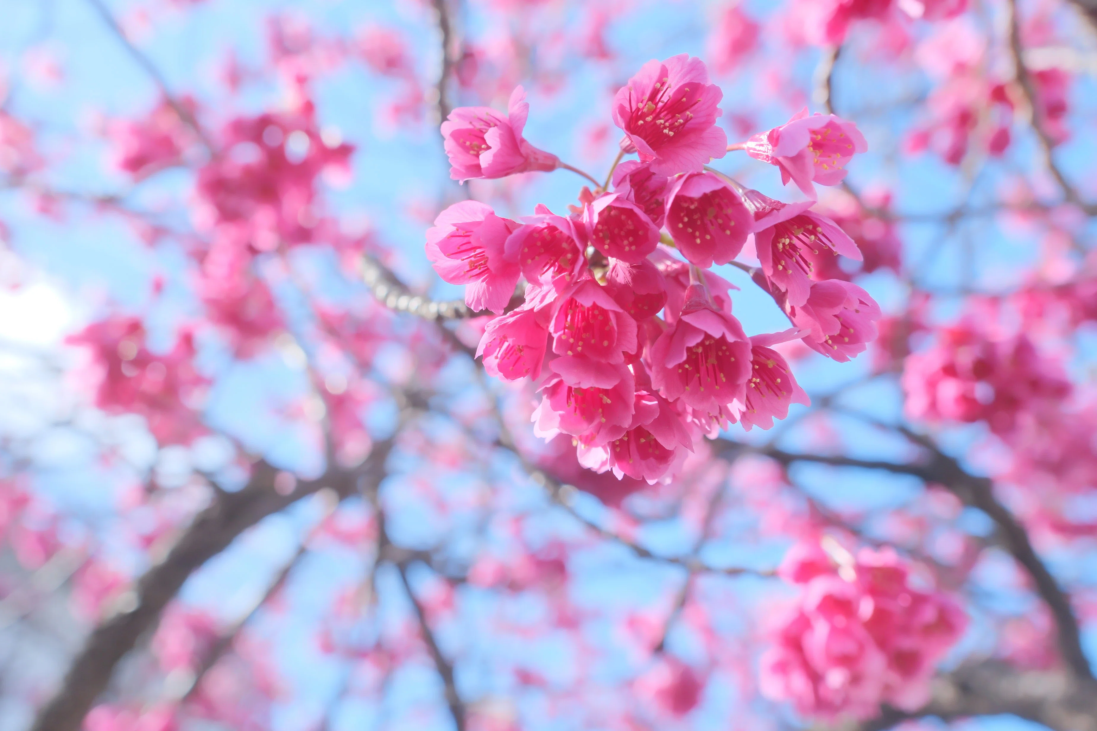 中川沿いの桜 X-T5 : Tamron 18-300mm F/3.5-6.3｜シェル