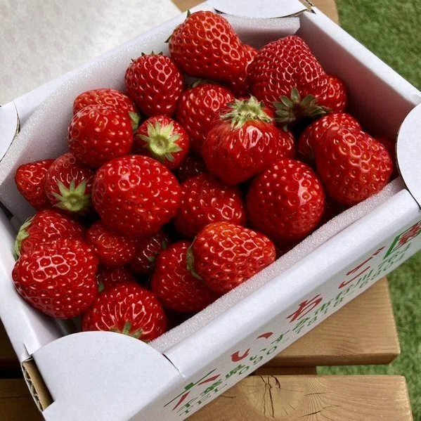 いちご農家のいちごが1番美味しい｜千葉県いすみ市「六いちご園」レポ