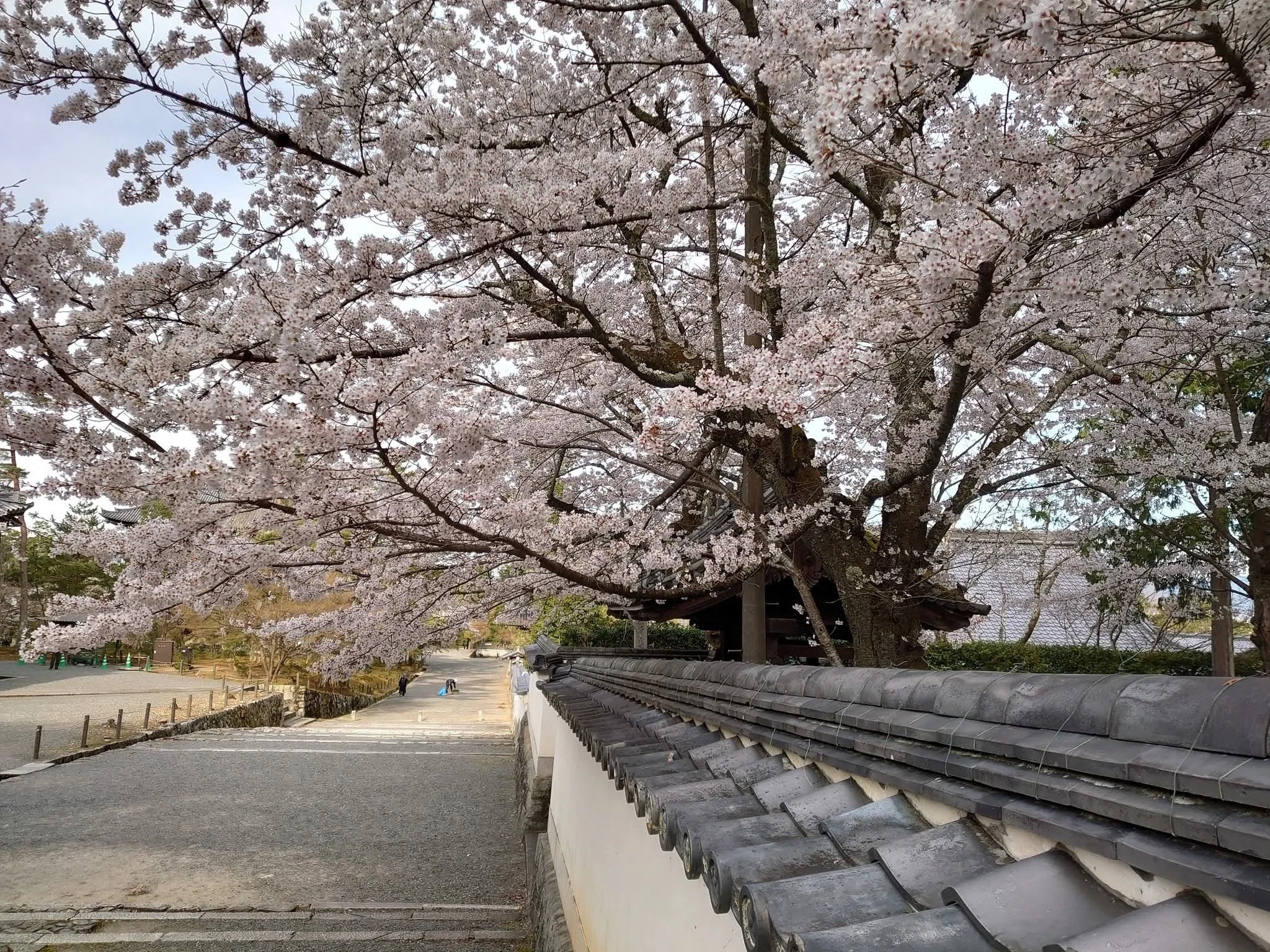 石川五右衛門も見惚れた春──南禅寺三門に咲く桜は、やっぱり絶景で