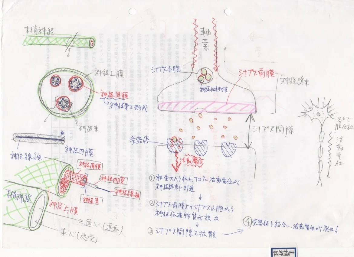 理学療法士のノート(国家試験勉強)#76.末梢神経の構造、神経伝達のしくみ、活動電位の発生機序について|花田幸志郎