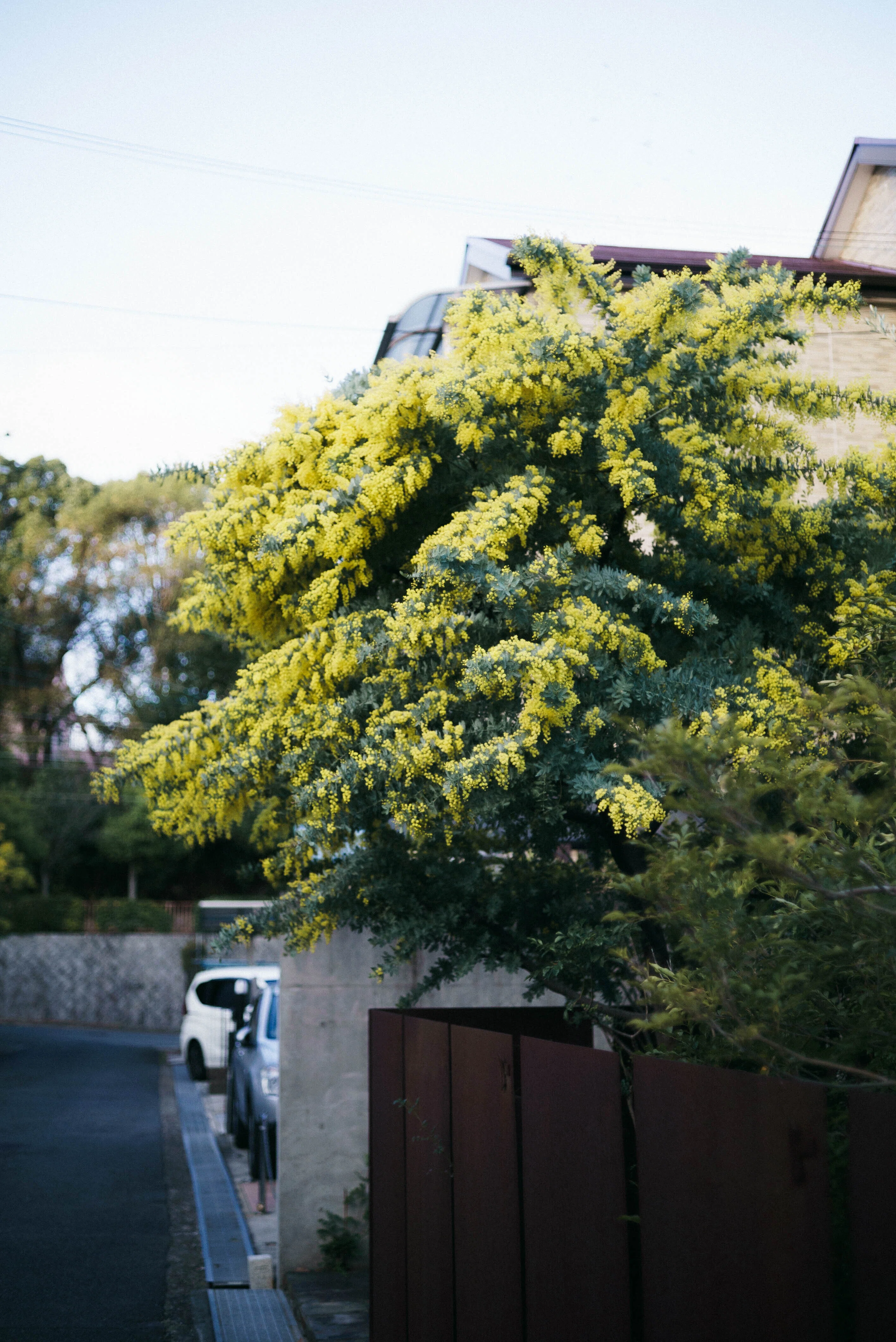 MD ROKKOR 45mm F2｜sgk