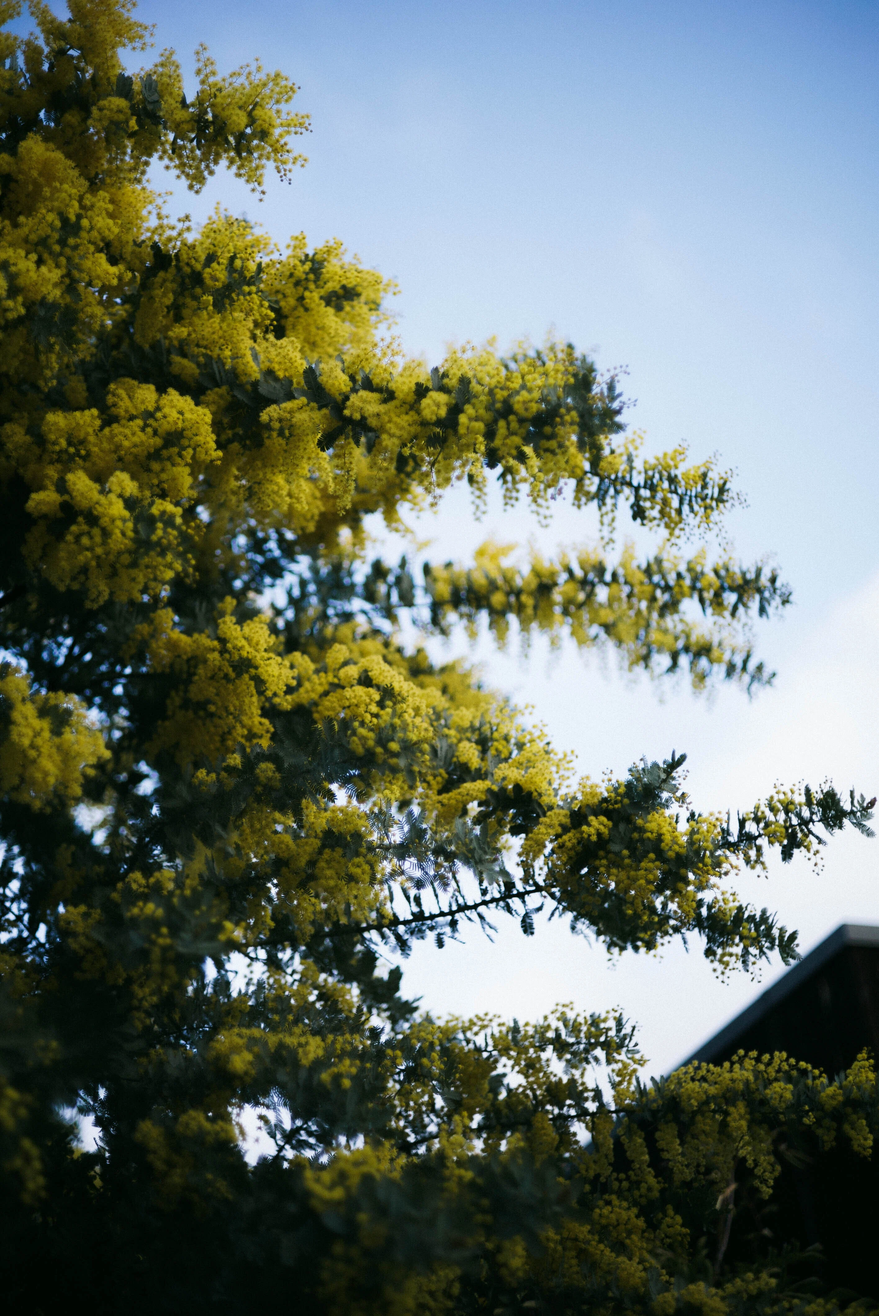 MD ROKKOR 45mm F2｜sgk
