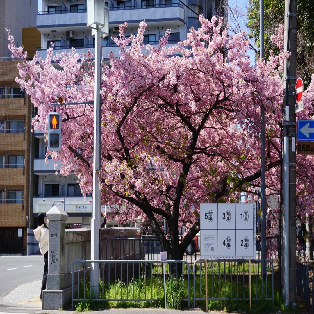 春に出会いにいくための、京都散歩｜misaki｜散歩日和