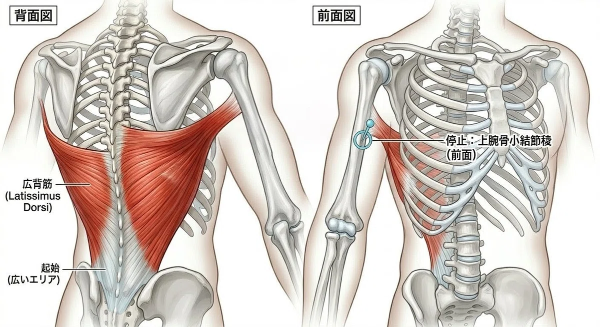 筋トレ「どこに効いているか分からない問題」について 広背筋編|へプシマン