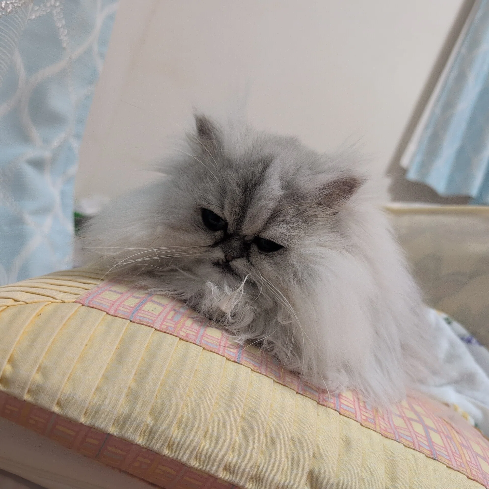 猫のトリミングに行った話｜灰音