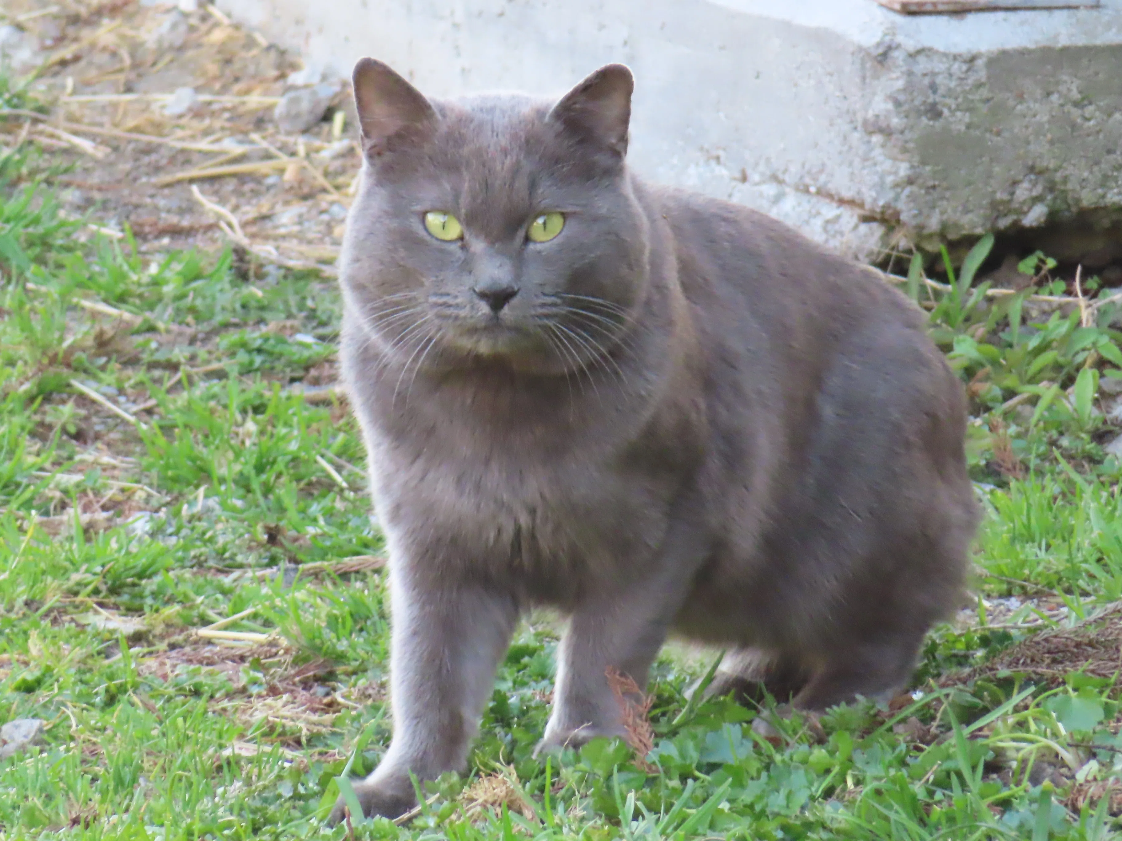 野生猫6枚♪(Canon PowerShot SX740 HS)｜なにか