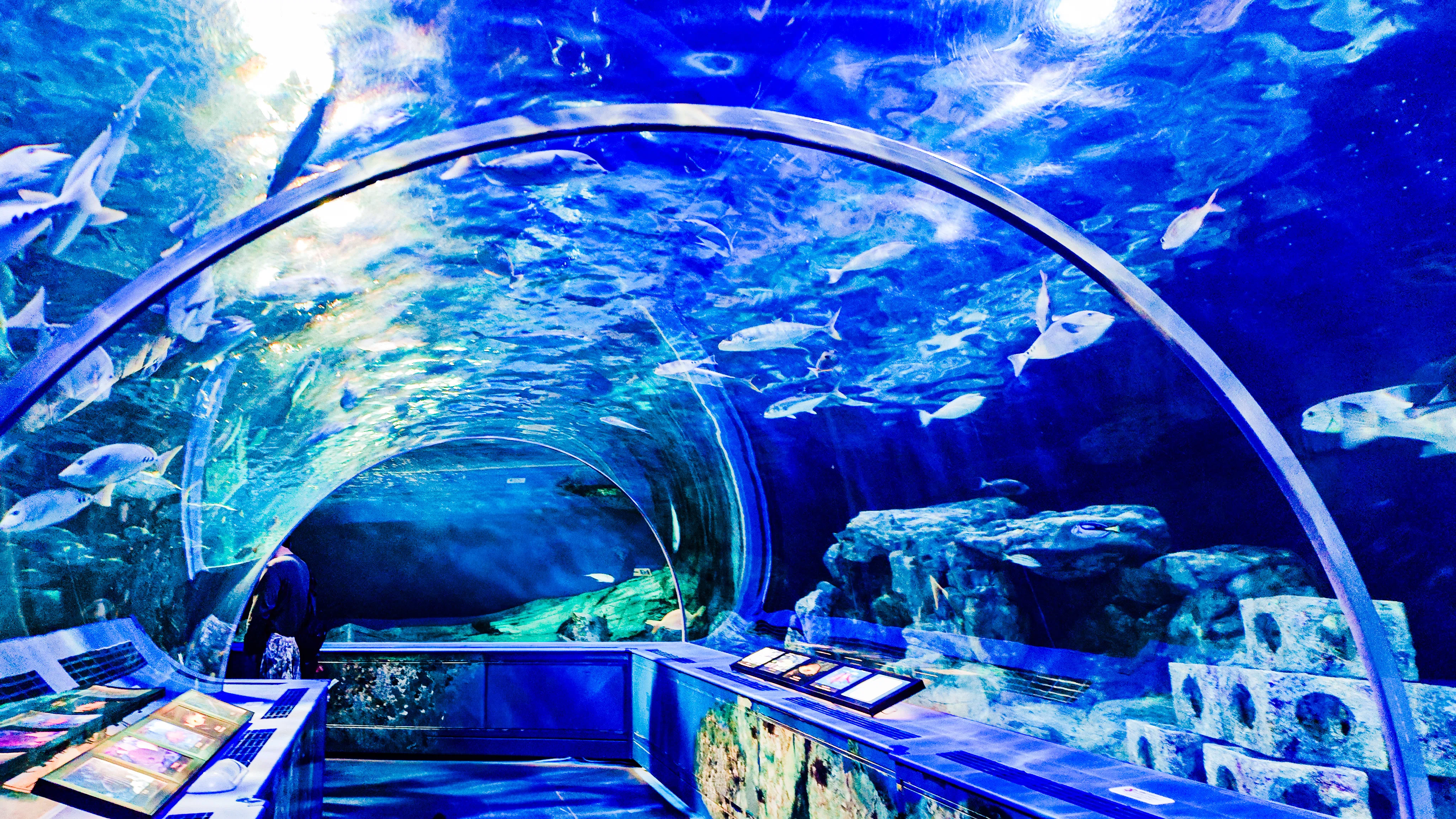 水族館のレタッチが楽しすぎて、夢中になってた。写真を沢山載せるので