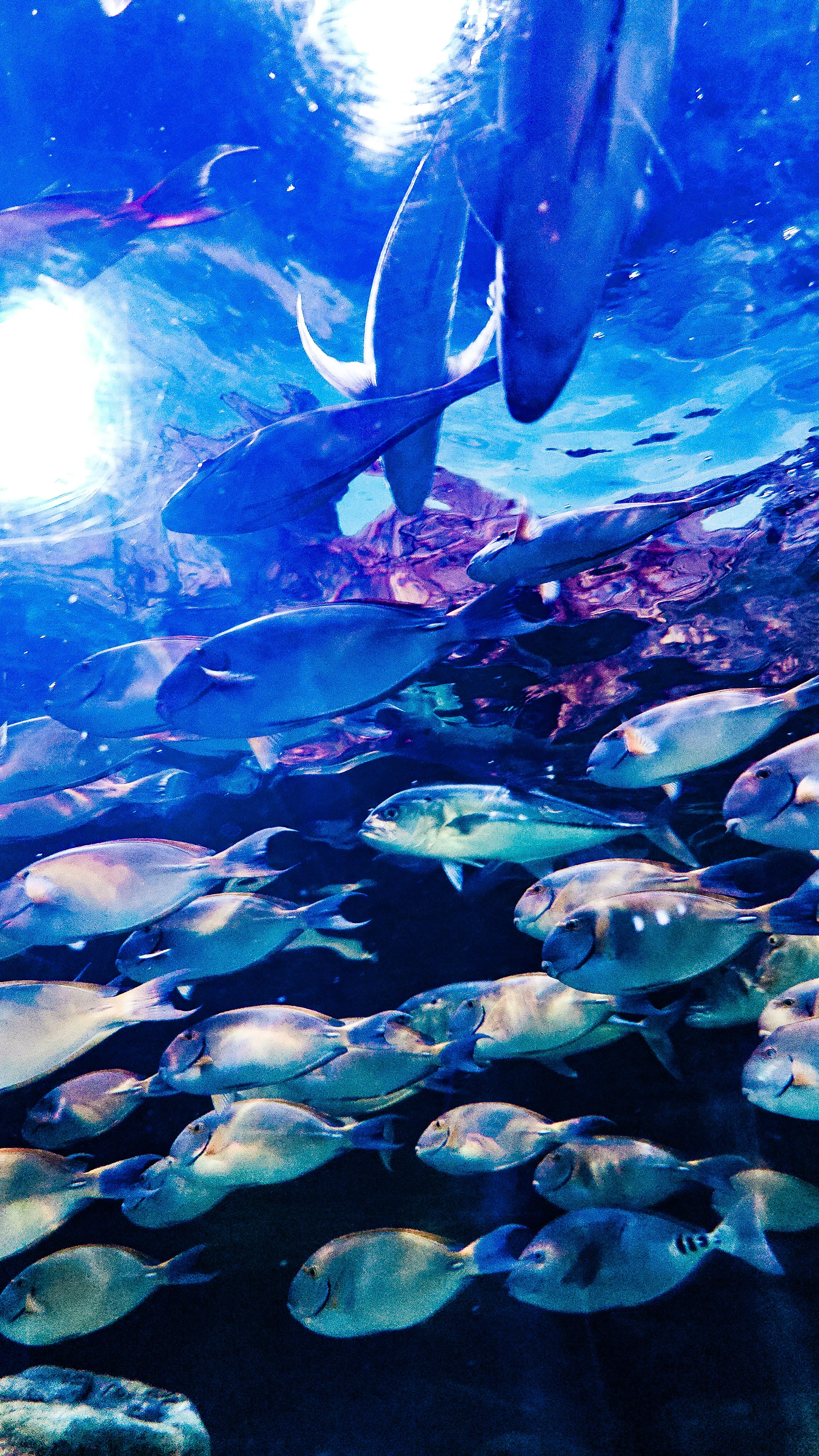 水族館のレタッチが楽しすぎて、夢中になってた。写真を沢山載せるので