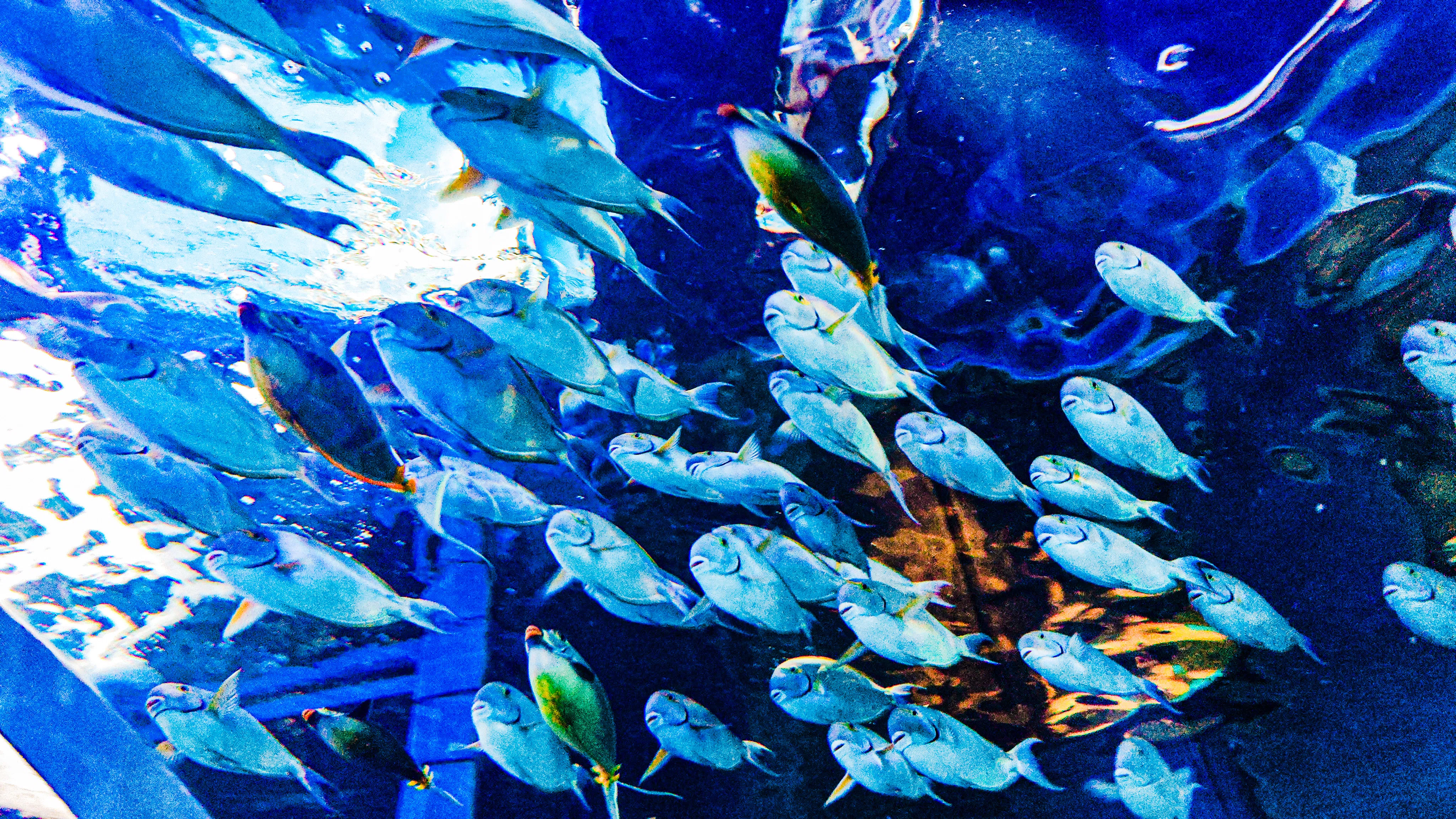 水族館のレタッチが楽しすぎて、夢中になってた。写真を沢山載せるので