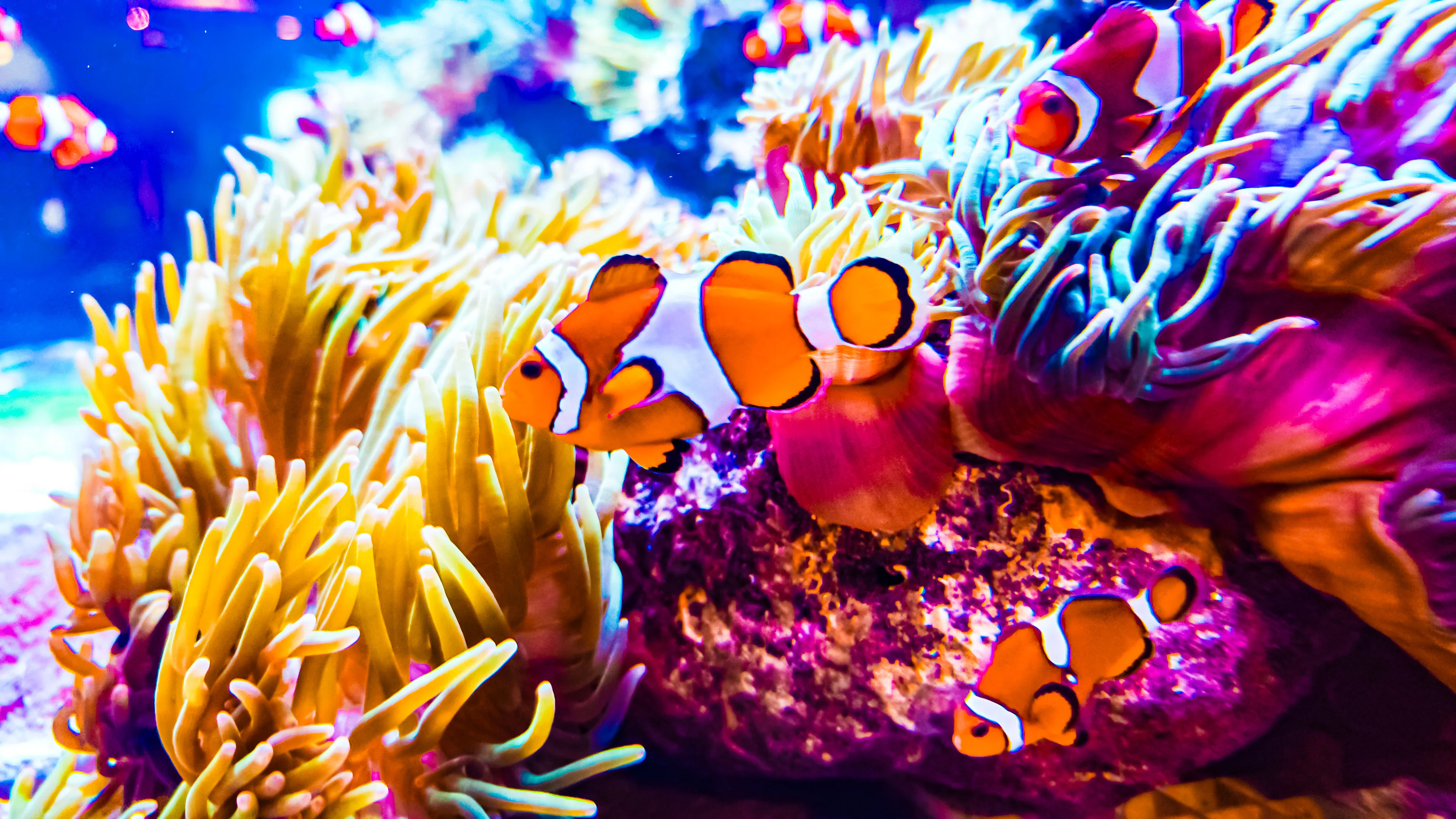 水族館のレタッチが楽しすぎて、夢中になってた。写真を沢山載せるので