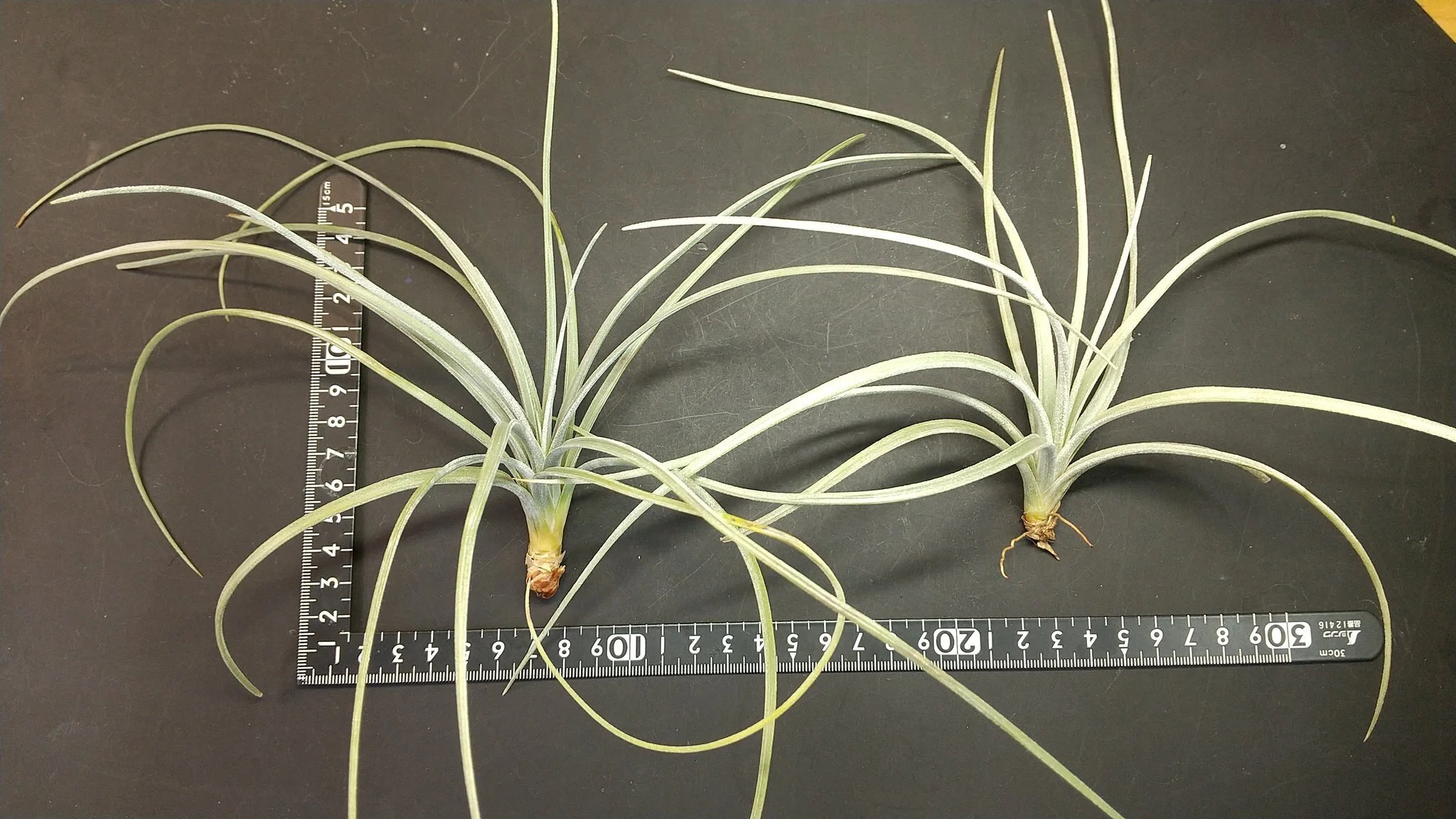 チランジア入荷リスト3/6｜NatureGarden🌿神田