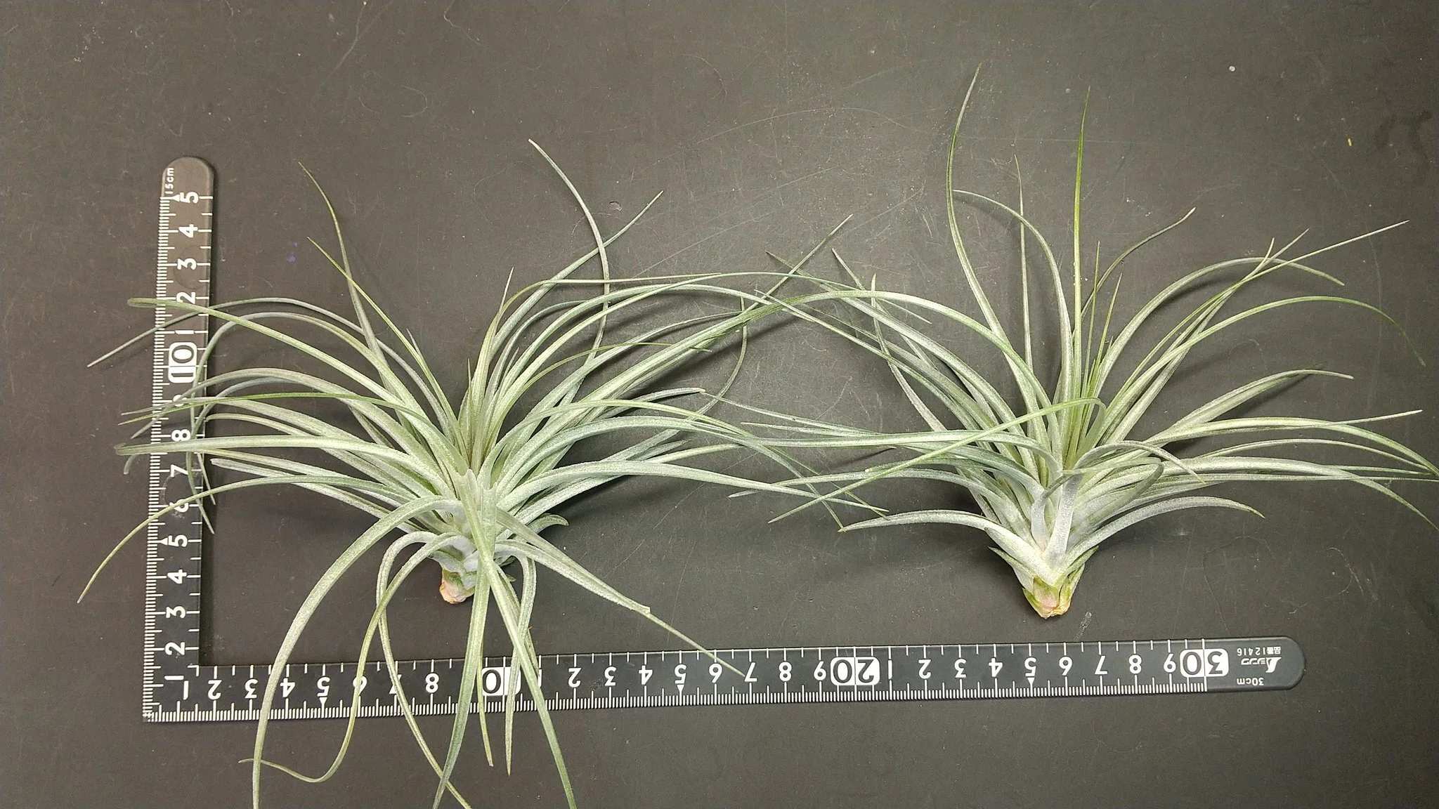 チランジア入荷リスト3/6｜NatureGarden🌿神田
