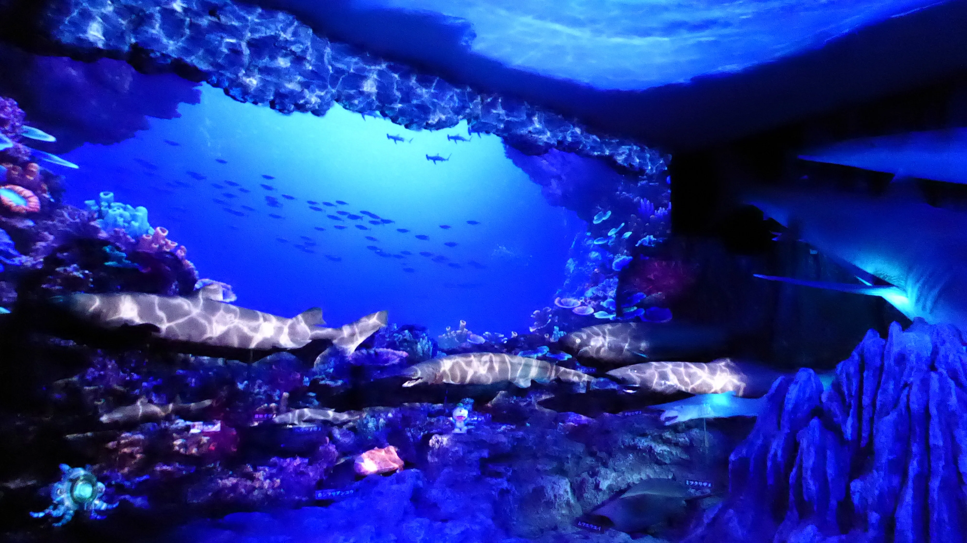 沼津港深海水族館｜パイネコ