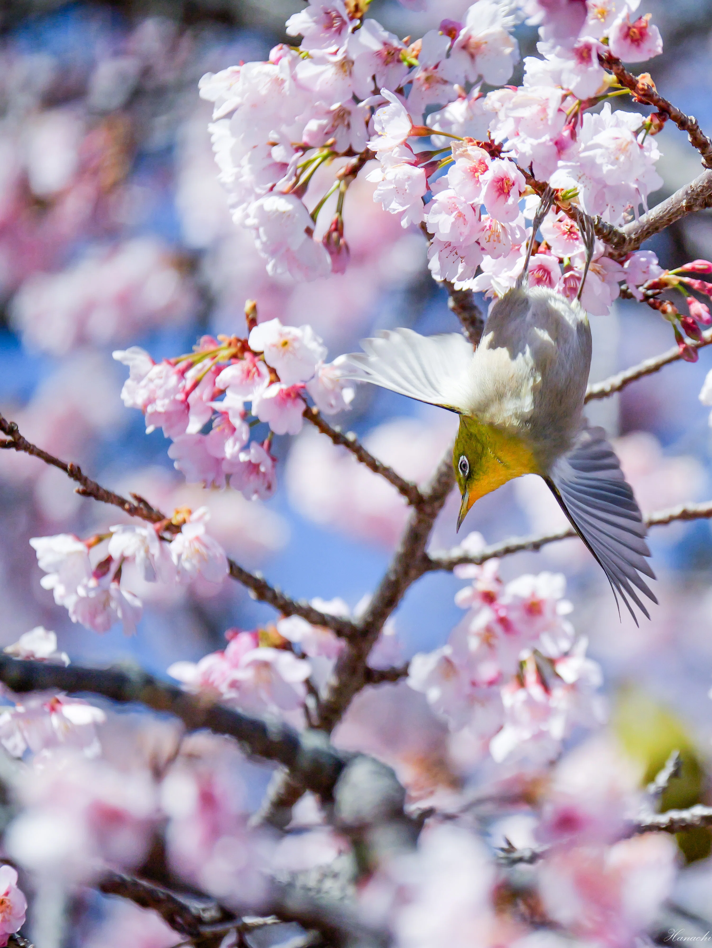 春が来た、メジロが来た - マイクロフォーサーズで鳥を撮る｜はなち みつき