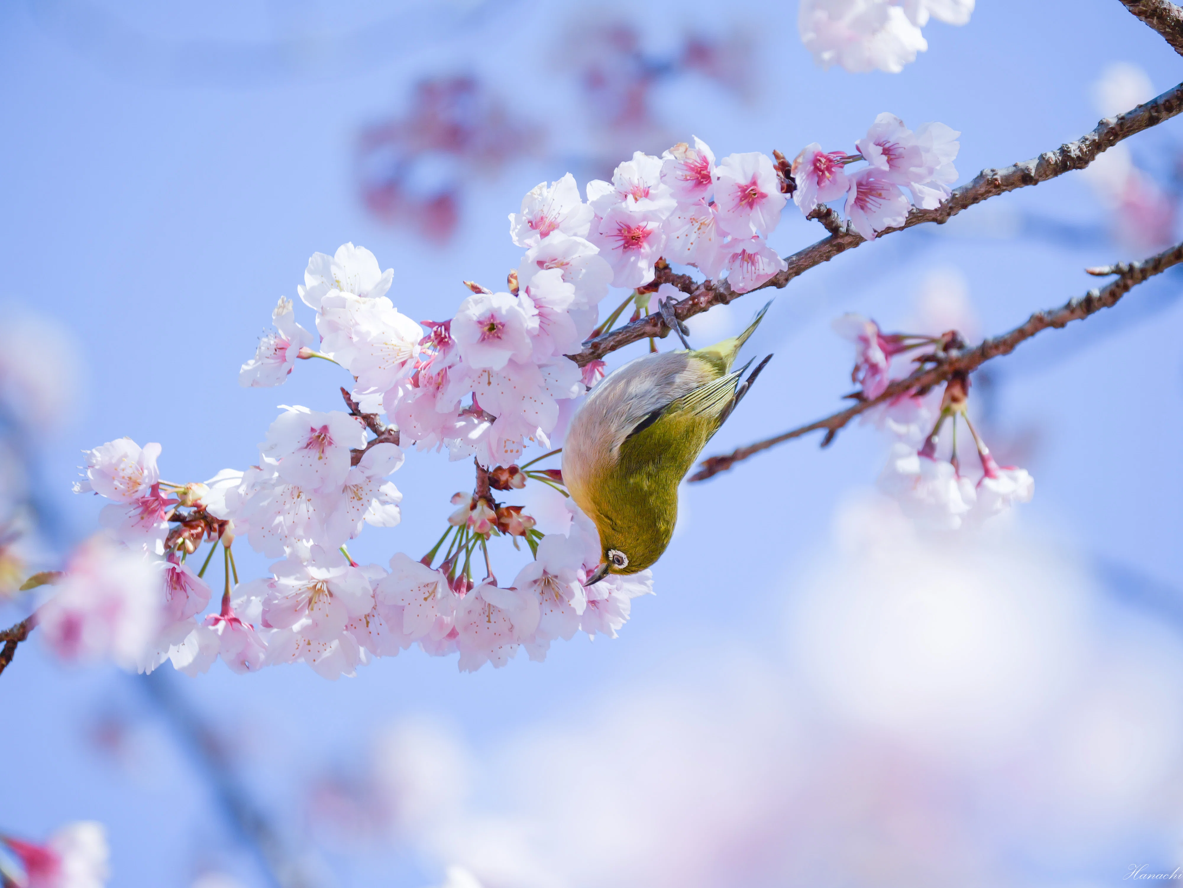 春が来た、メジロが来た - マイクロフォーサーズで鳥を撮る｜はなち みつき