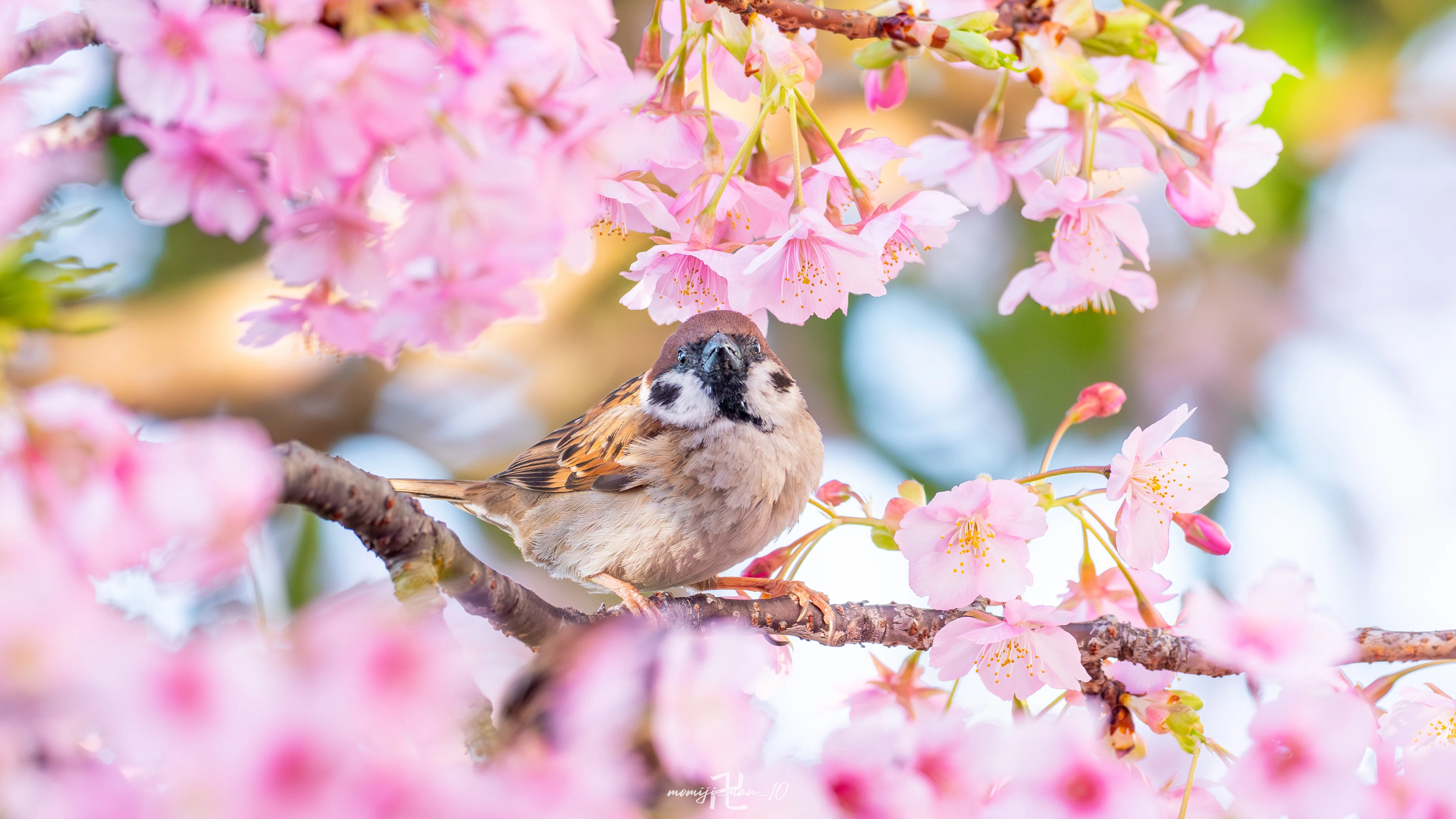 50-200とサンヨンで桜と野鳥を撮りました│画質・性能検証｜もみじ卍ゅ