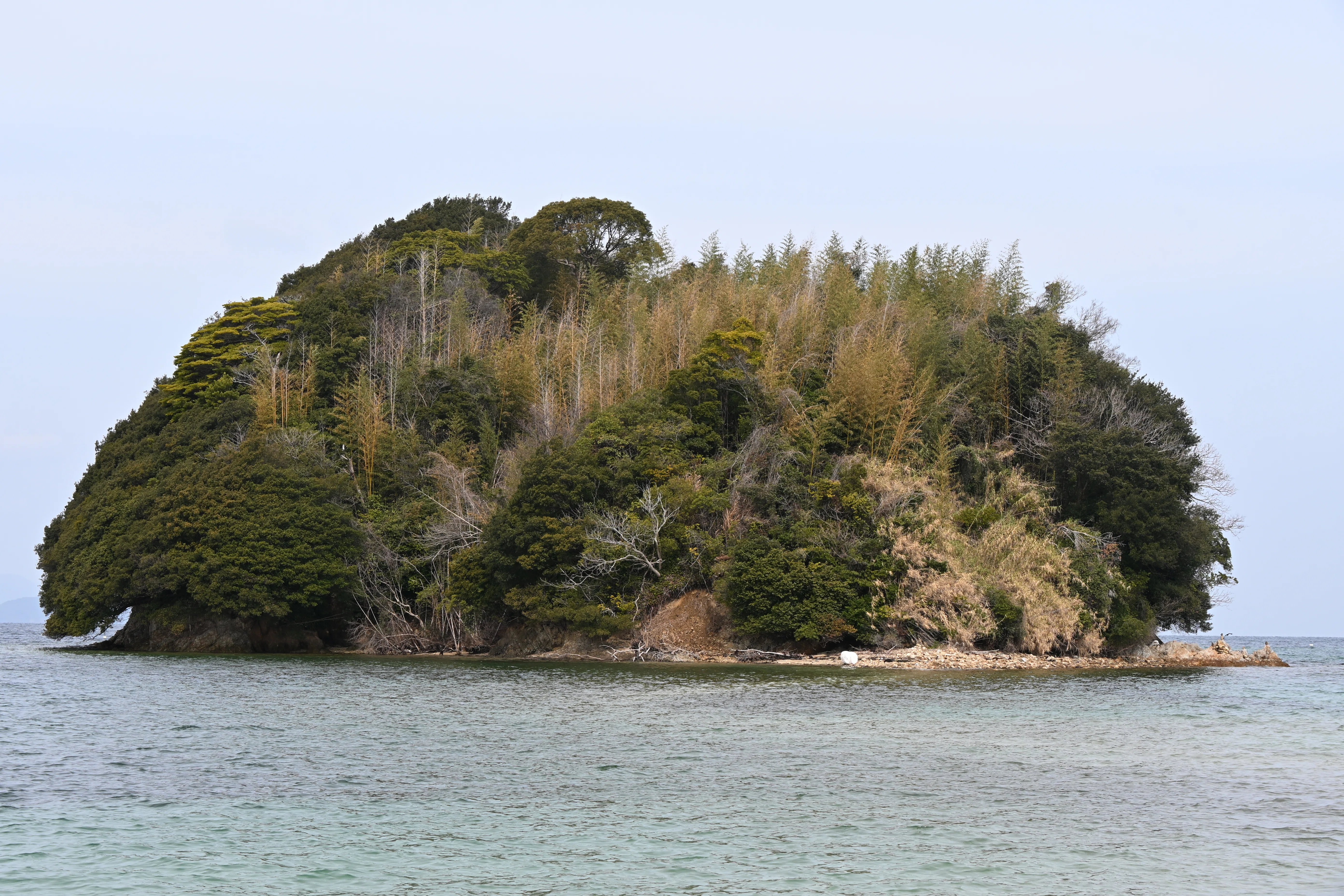 20260307_周防大島観光【Nikon Z50IIと観光】｜山ネズミ