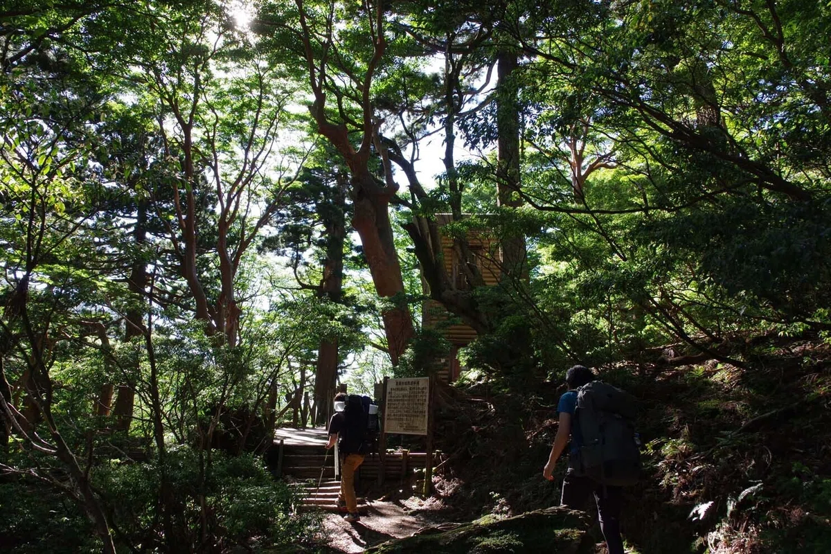 大株歩道からウィルソン株～縄文杉へ 屋久島、縄文杉登山・1泊2日の 