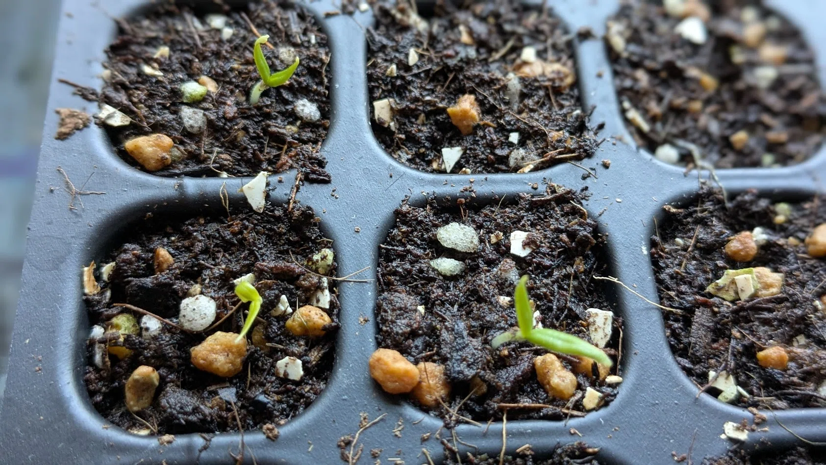 発芽 私のレタスの種はなぜ発芽しないのですか？ : r/vegetablegardening