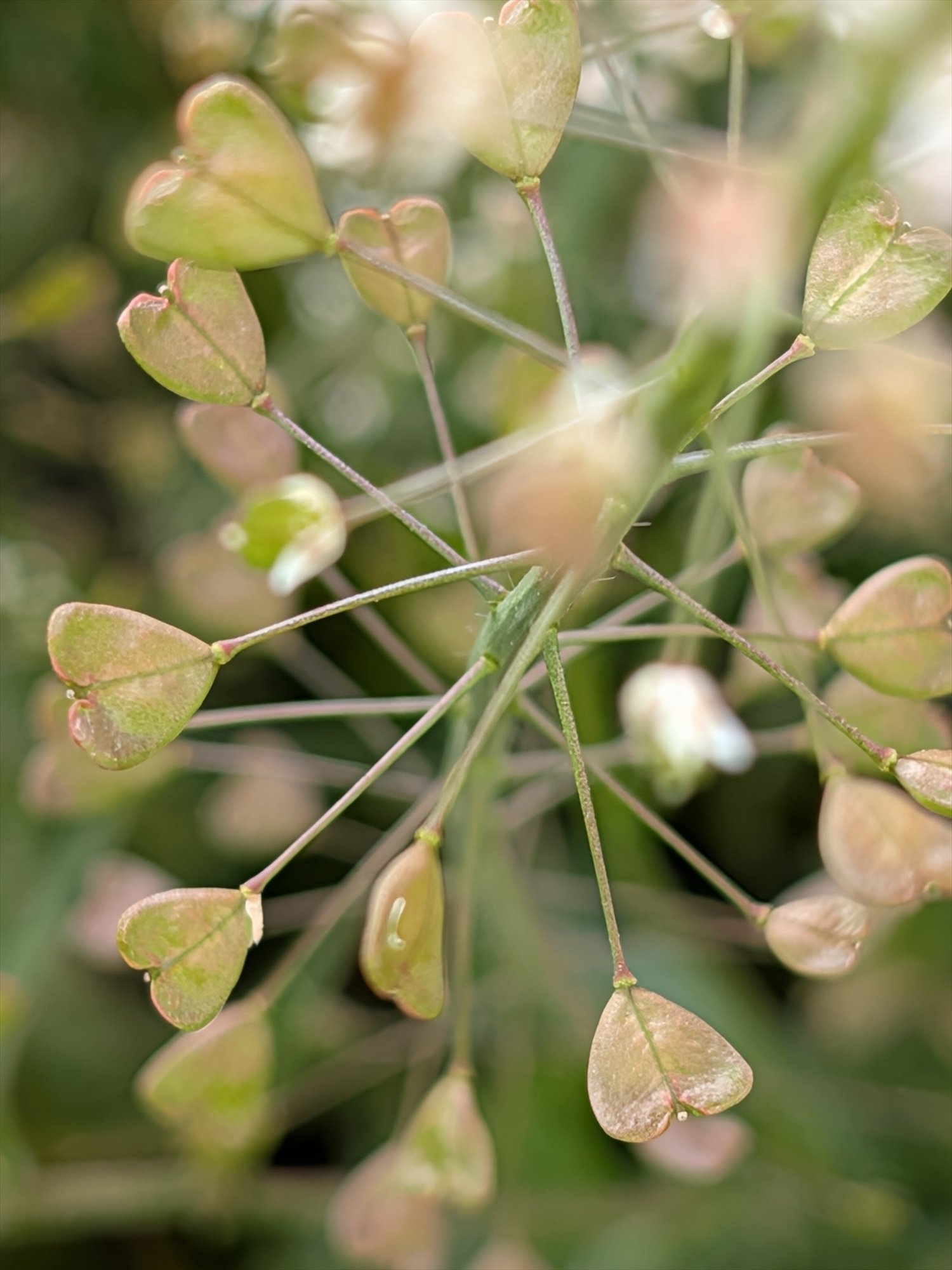ぺんぺん草 ぺんぺん草（ナズナ）って何？ 花言葉や生薬としての効果、おいしい