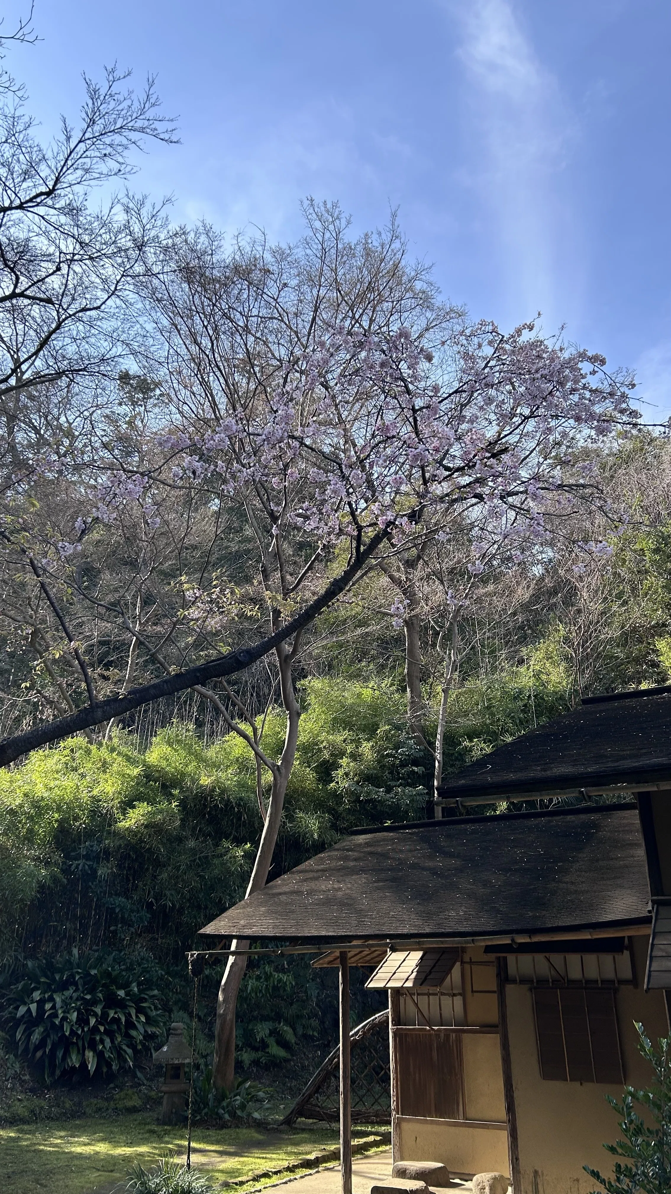 現地レポ】60代からの三溪園散策ガイド桜・歴史・グルメまで楽しむ横浜