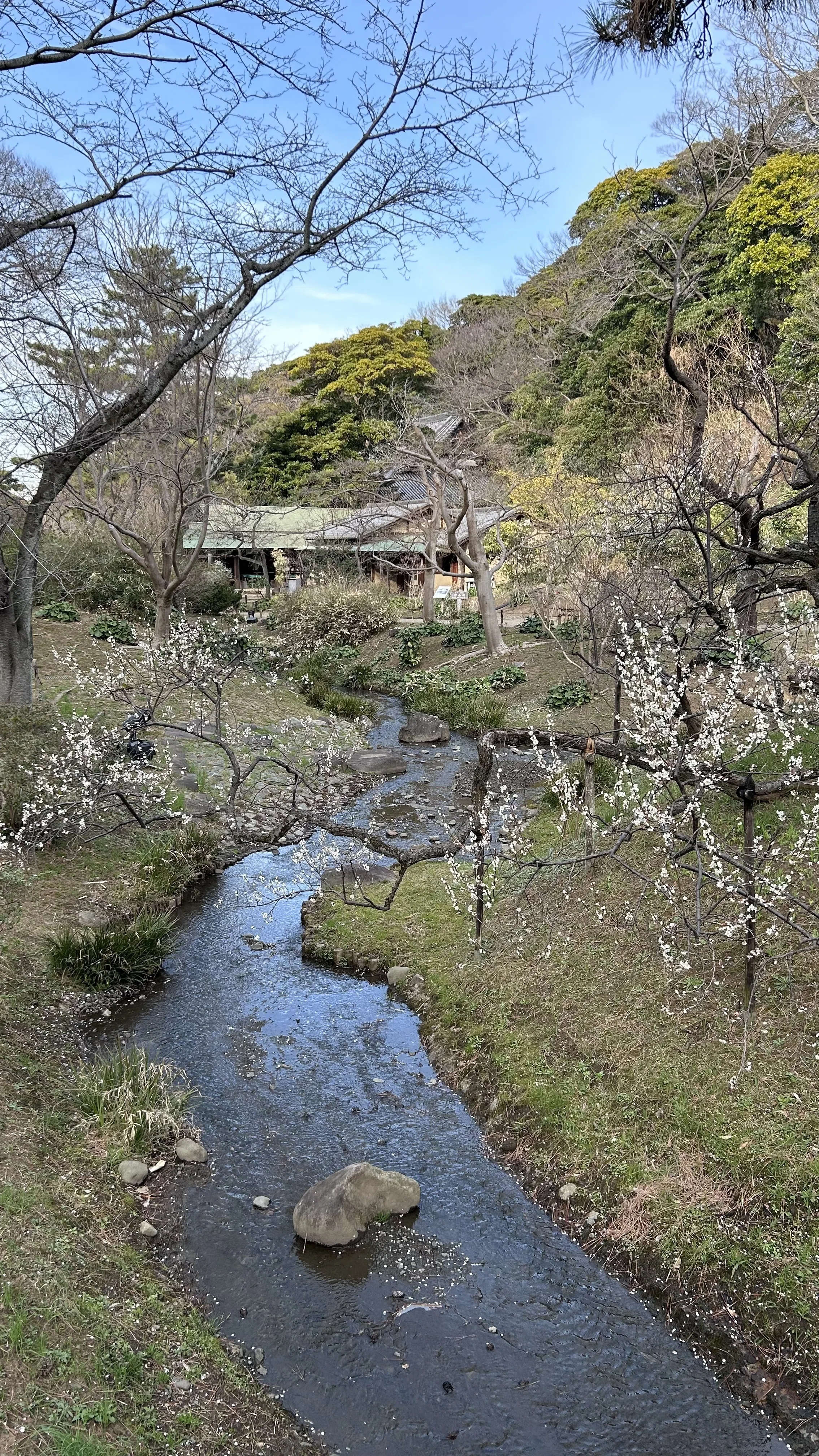 現地レポ】60代からの三溪園散策ガイド桜・歴史・グルメまで楽しむ横浜