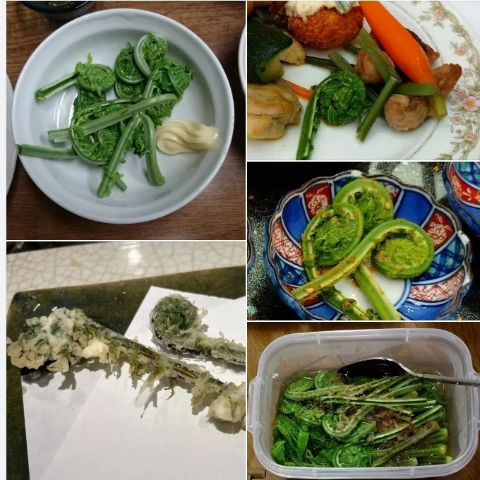 こごみの話｜山菜王国