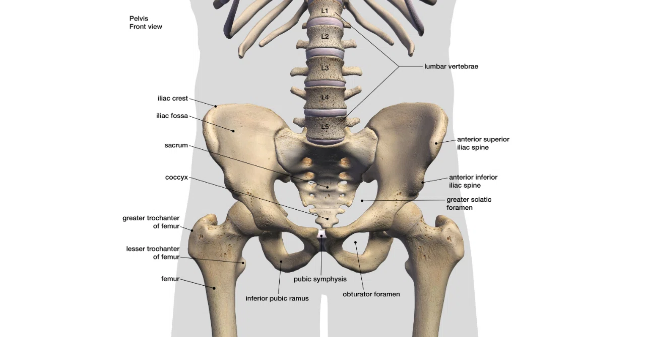 Hip-Spine SyndromeをMSI視点読み解く】腰痛の原因は股関節にあり