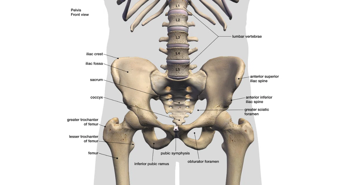 Hip-Spine SyndromeをMSI視点読み解く】腰痛の原因は股関節にあり