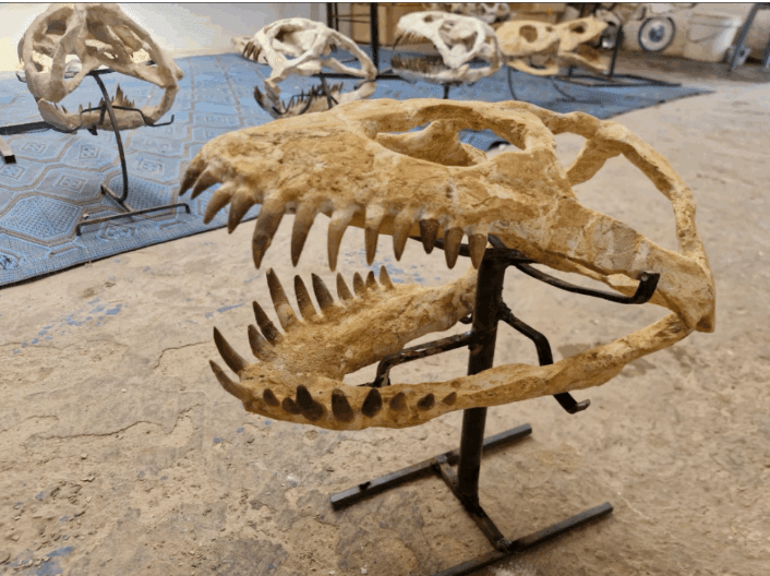 プレシオサウルス 脊椎化石 4.プレシオサウルス類のスカル（頭骨）～日本では超希少な化石
