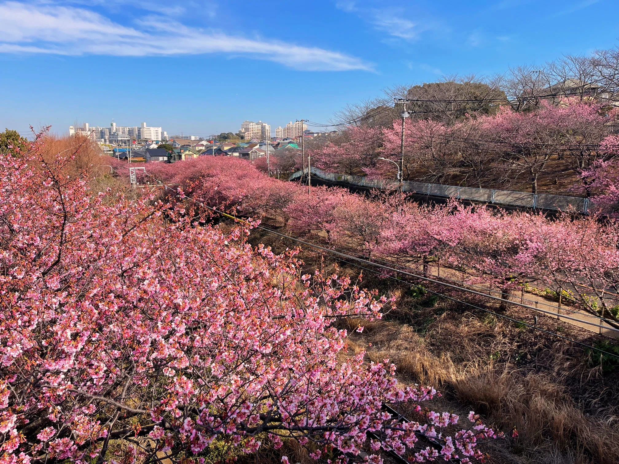 桜を見ながら、桜を味わう。塩漬けの桜の葉と花を漬け込んだ、春の