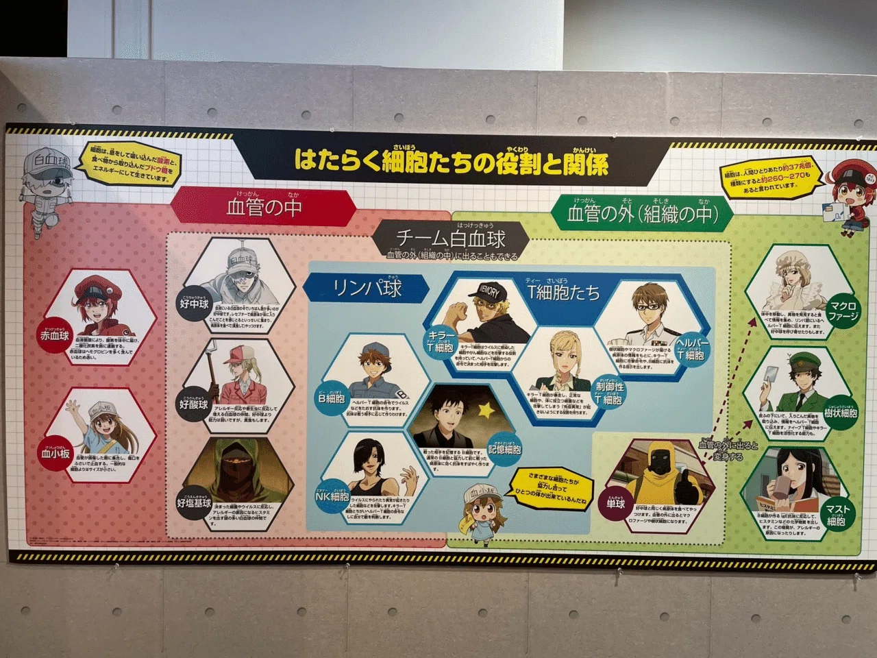 はたらく 細胞 相関 図