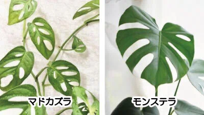 Is the Mini Monstera Not a Monstera? How to Distinguish It from Adanson's  Monsteralovely plants@note