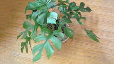 philodendron erde Monstera-Erde, Aroid-Erde mix kaufen? ✓ Schnell versandt – Sybotanica main image 1