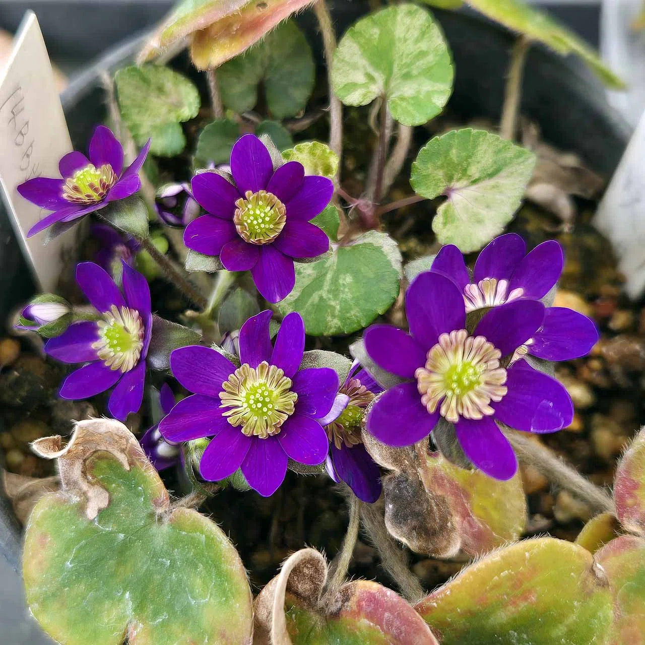 芳香性を持つ乙女咲きユキワリソウの観察｜ポチョムキン卿