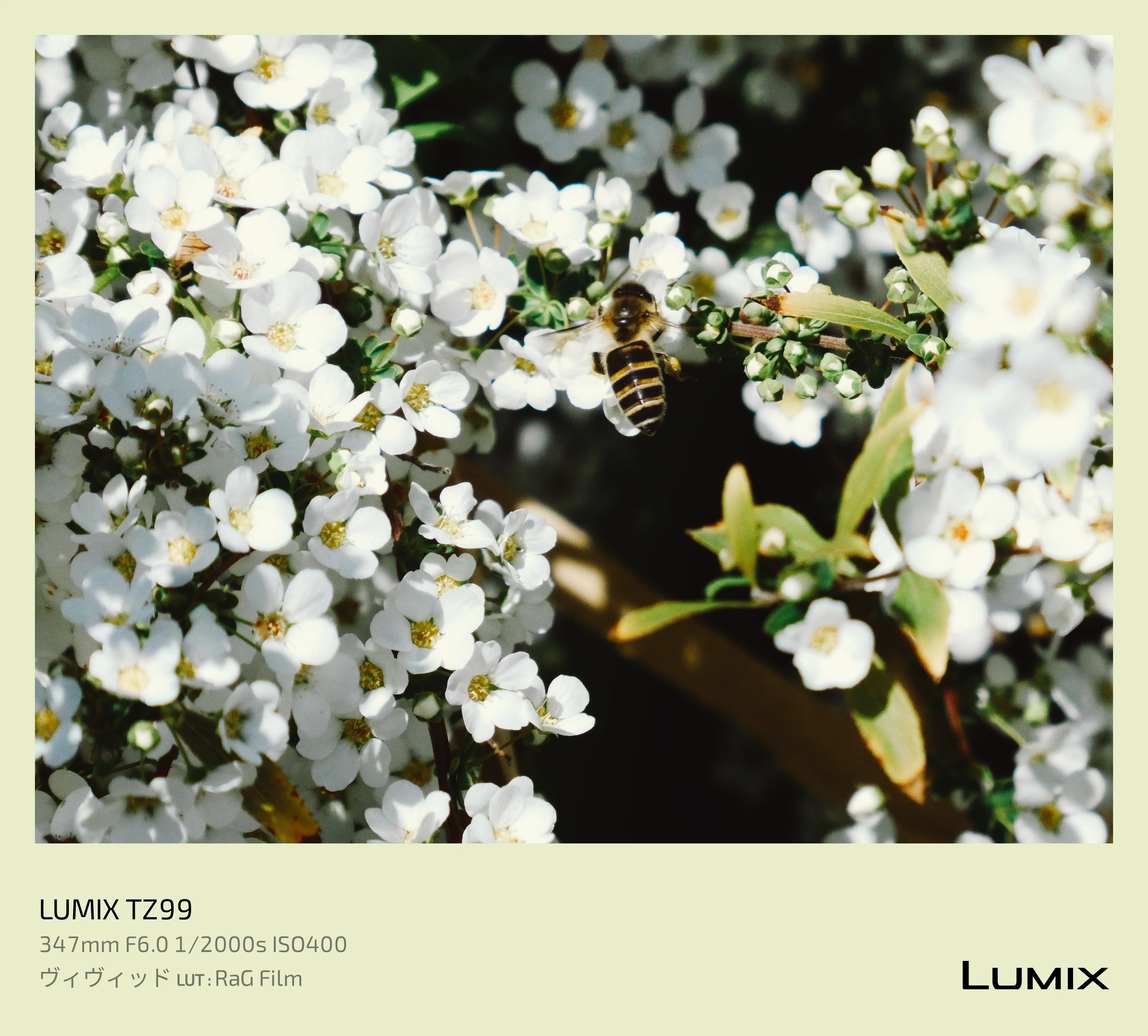 LUMIX Labで叶える『空気感』の統一と、可愛いフレームの誘惑｜店長候補