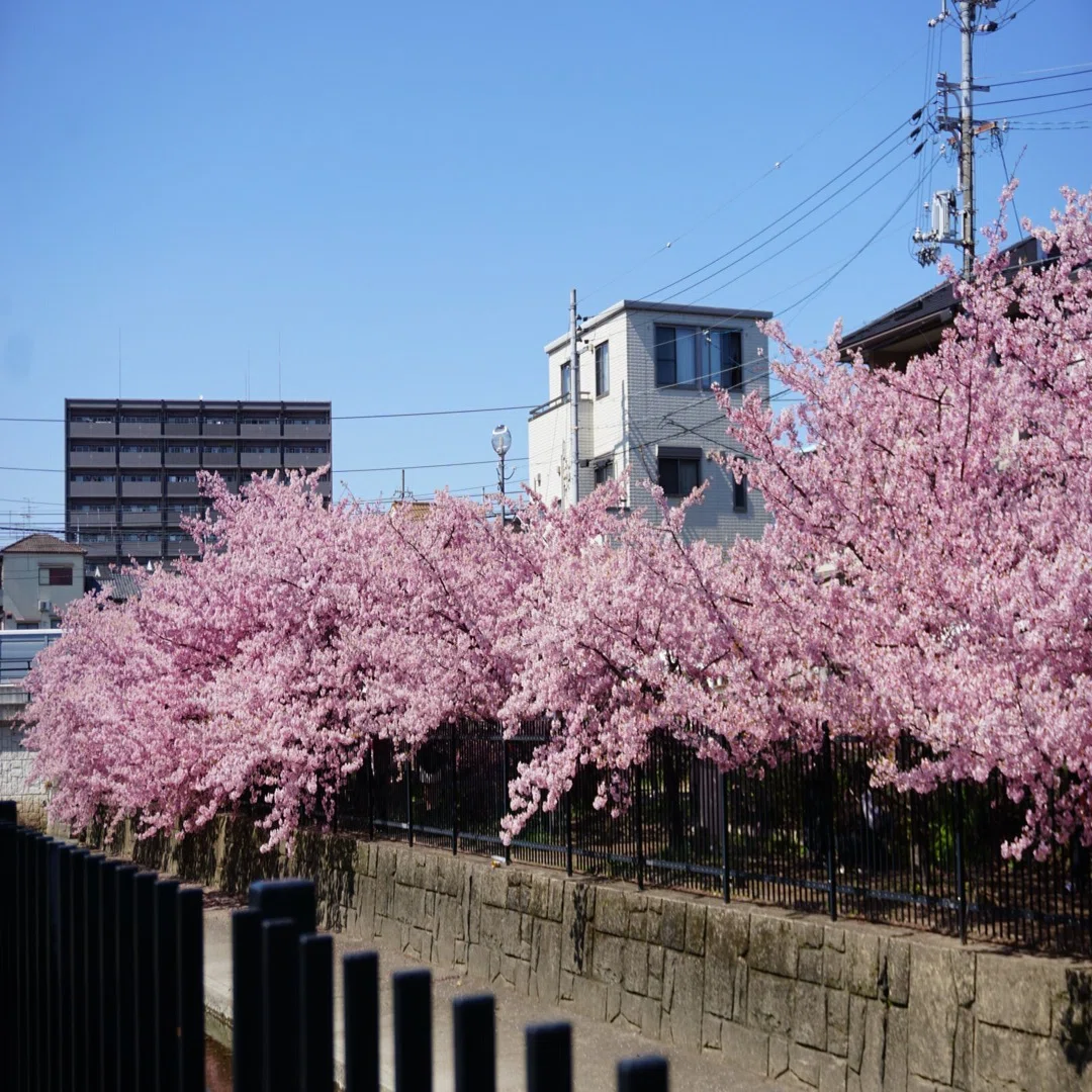 春に出会いにいくための、京都散歩｜misaki｜散歩日和