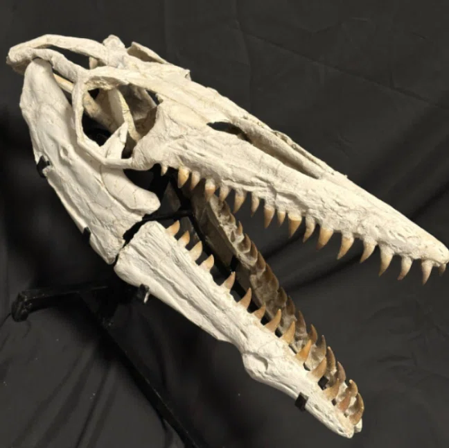 5．モササウルス（Mosasaur）の発掘作業について｜【恐竜の化石専門